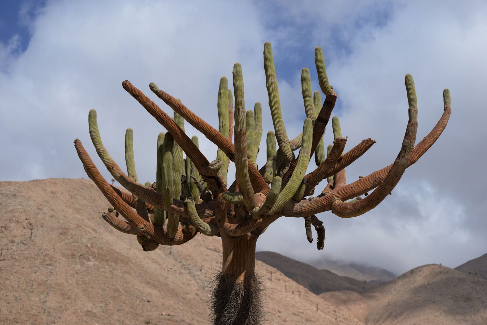 Nikon D610 sample photo. Cactus, nature, desert photography