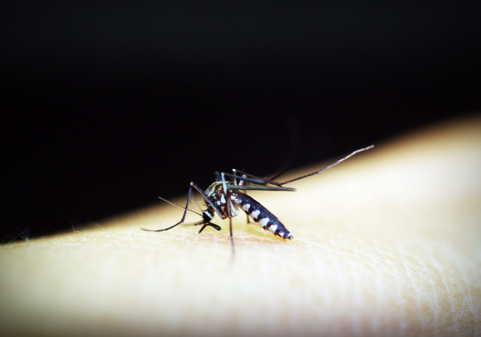 Olympus E-300 (EVOLT E-300) sample photo. Mosquito, malaria, gnat photography