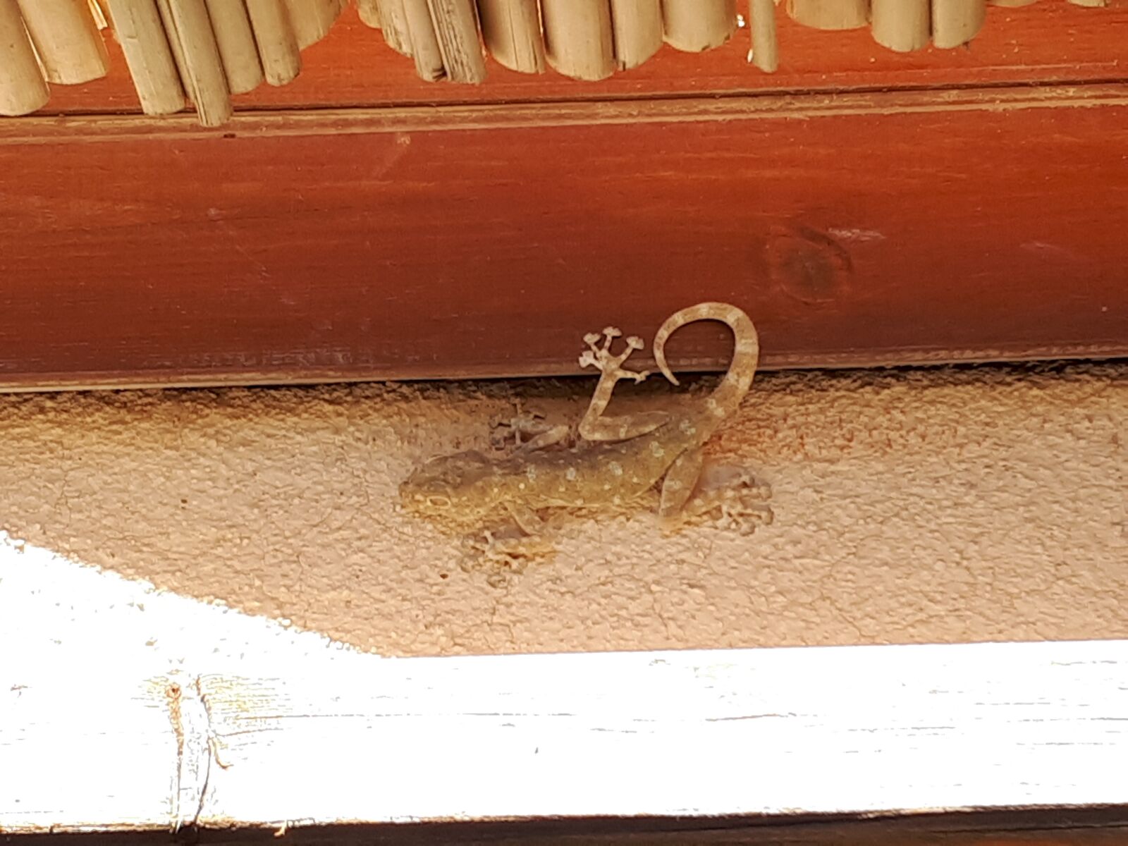 Samsung Galaxy A5(2017) sample photo. Lizard, reptile, animal photography