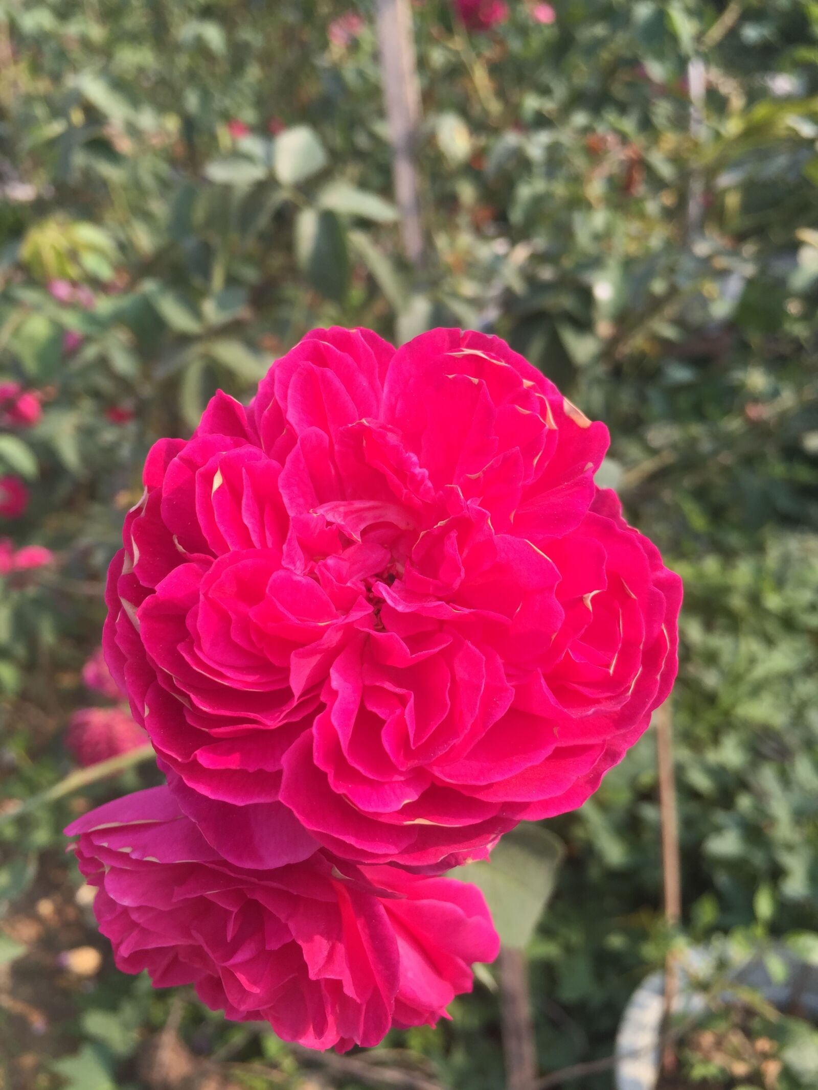 iPhone 6 Plus back camera 4.15mm f/2.2 sample photo. Flower, rose, garden photography