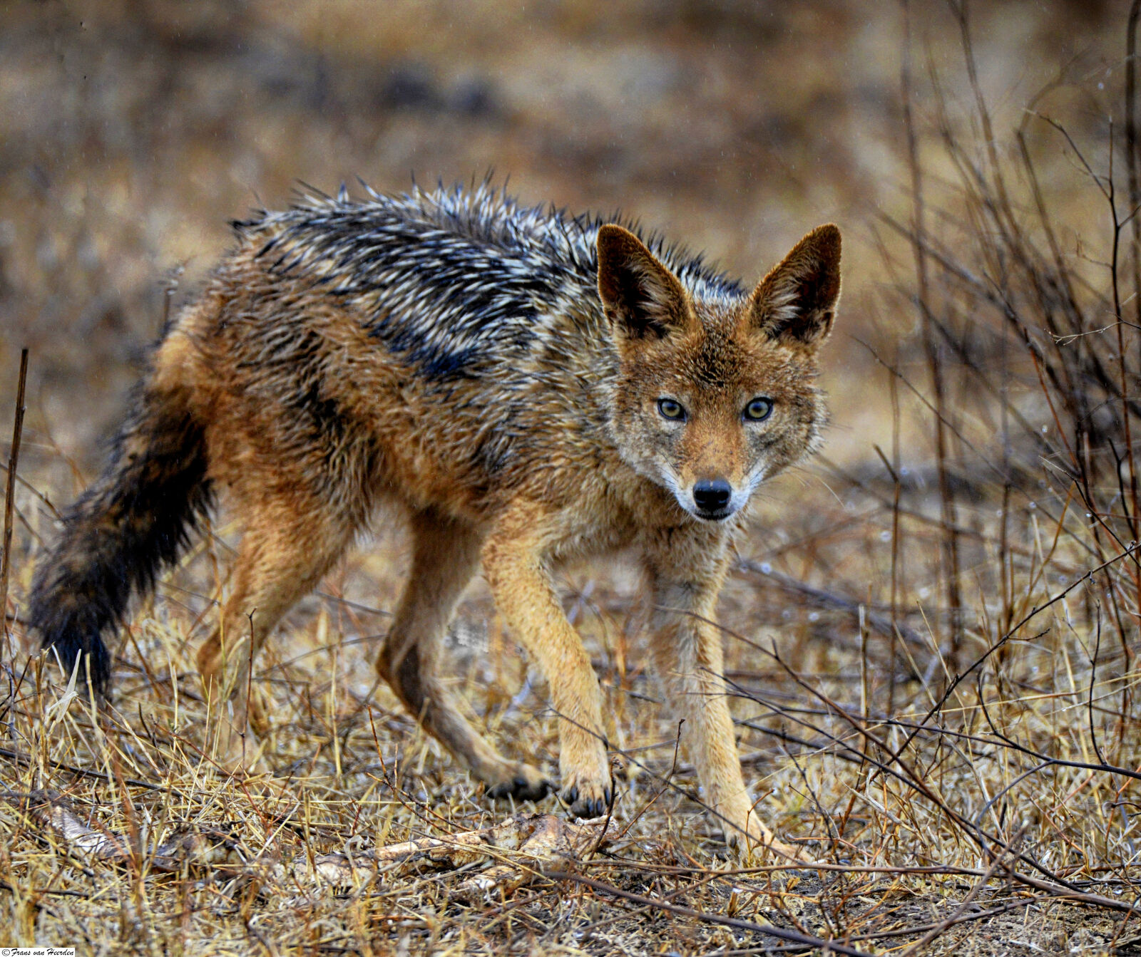 Nikon D800 sample photo. Fox, south, africa, wild photography