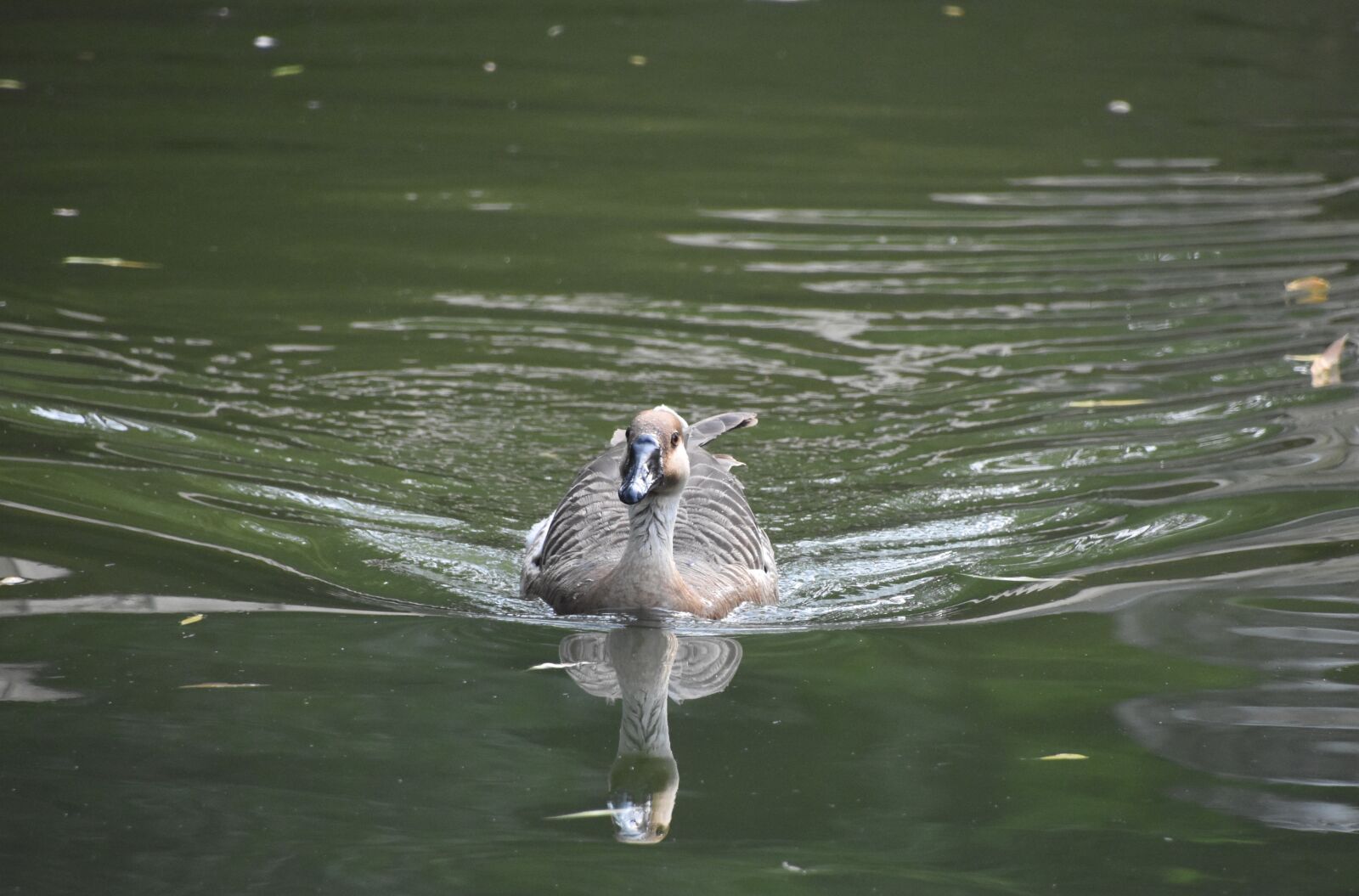 Nikon D7200 sample photo. Green water, little duck photography