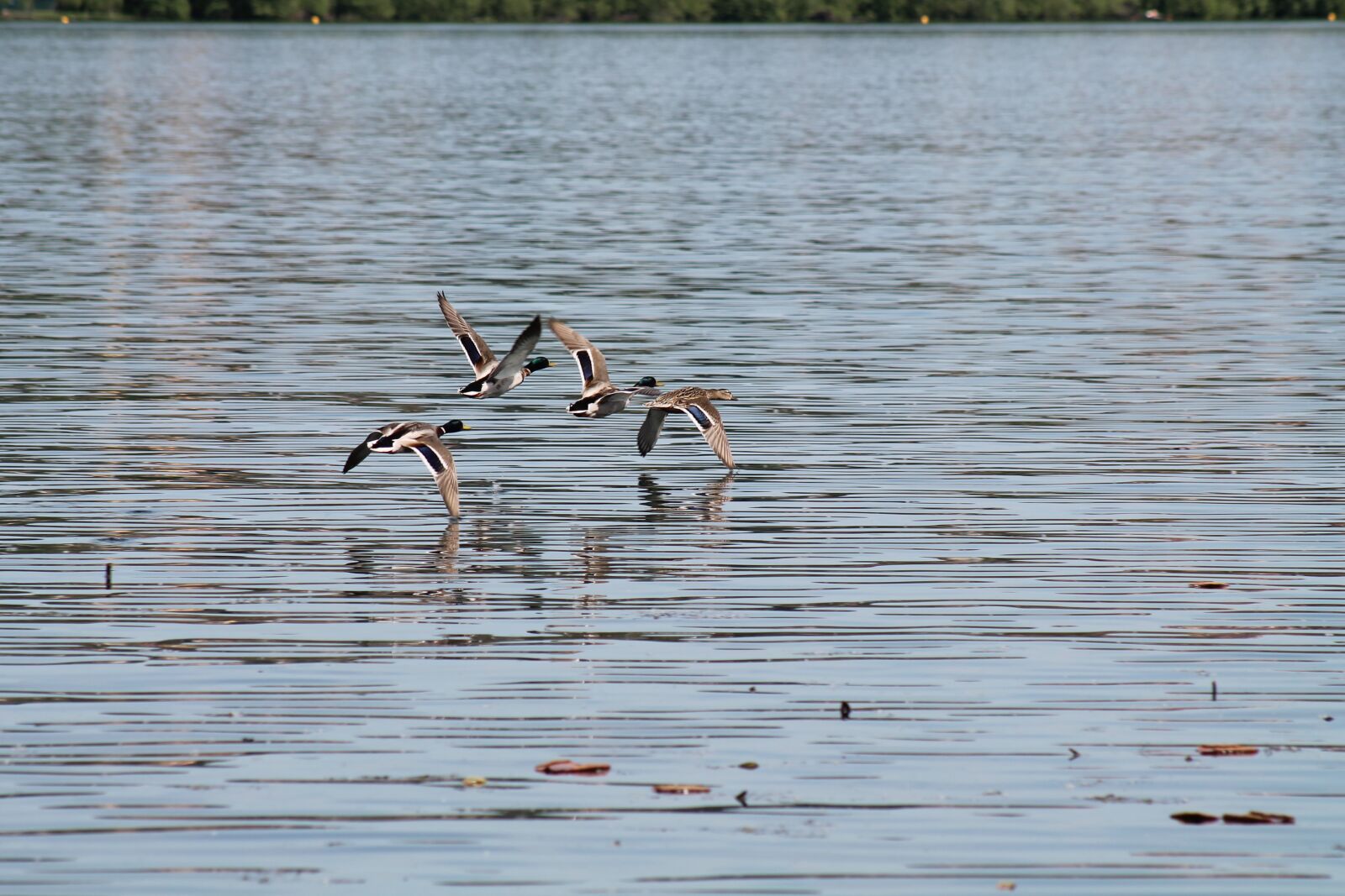 Canon EOS 1100D (EOS Rebel T3 / EOS Kiss X50) + Canon EF 75-300mm f/4-5.6 sample photo. Flight, lake, birds photography