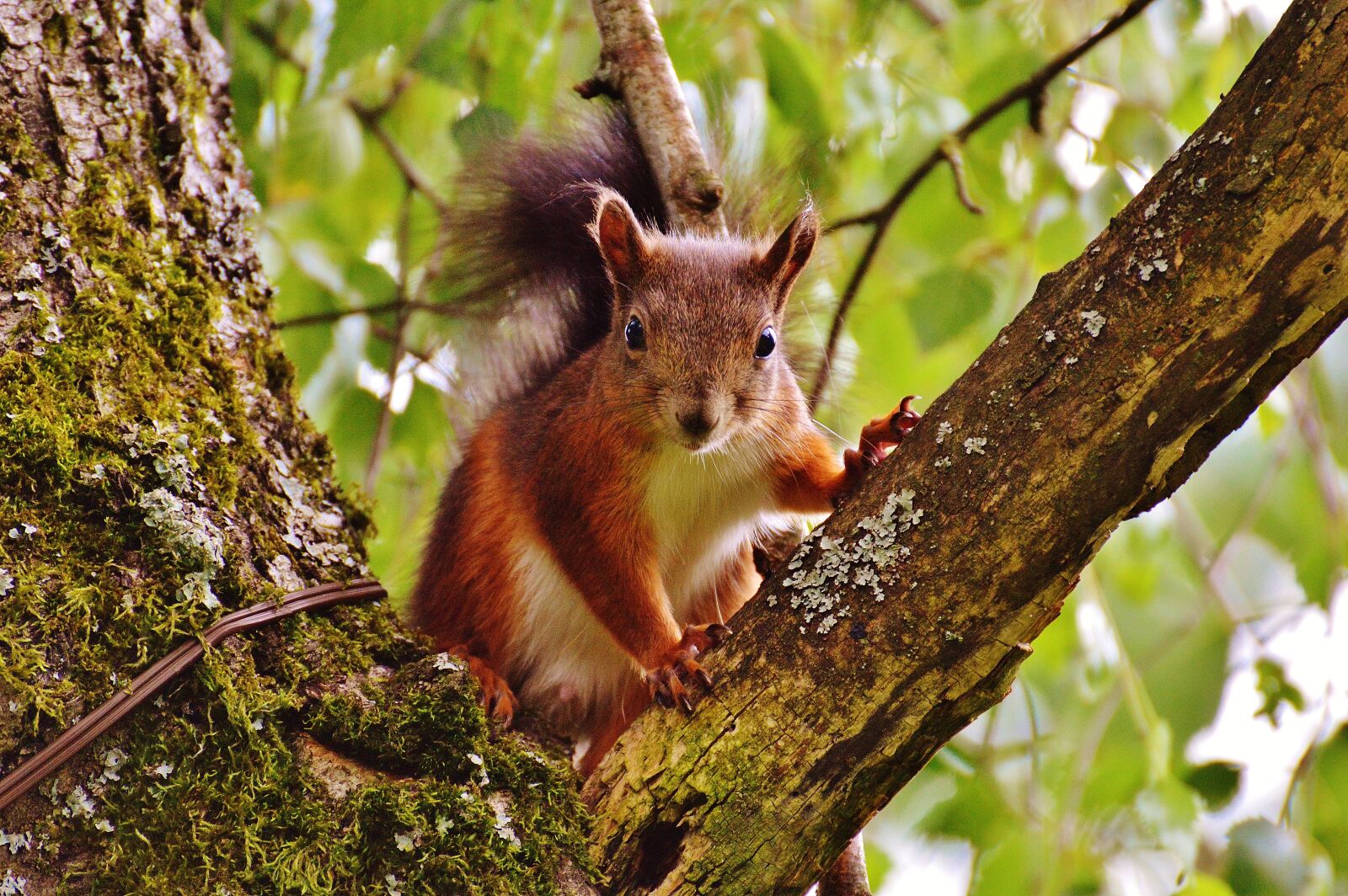 Nikon D3200 sample photo. Squirrel, nager, cute photography