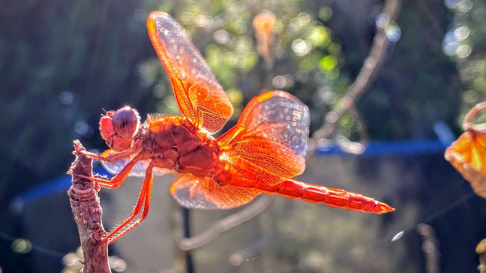 Apple iPhone 11 sample photo. Dragonfly, red, nature photography