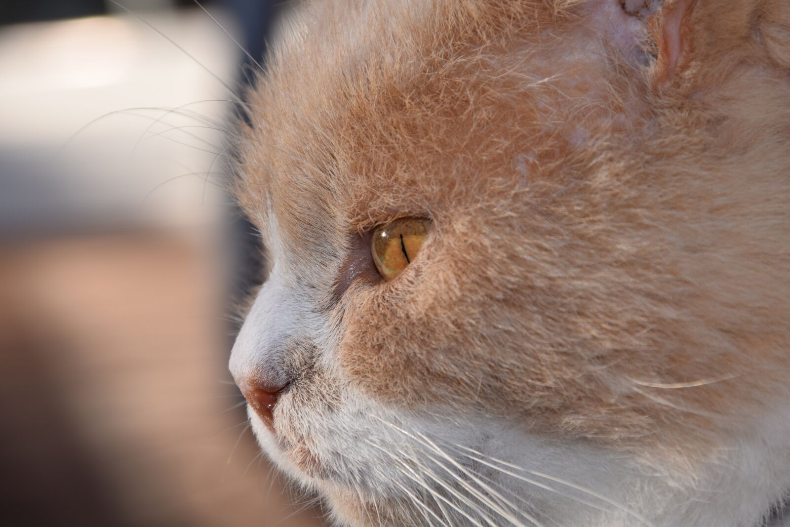 Nikon D3300 sample photo. Cat, head, cat face photography