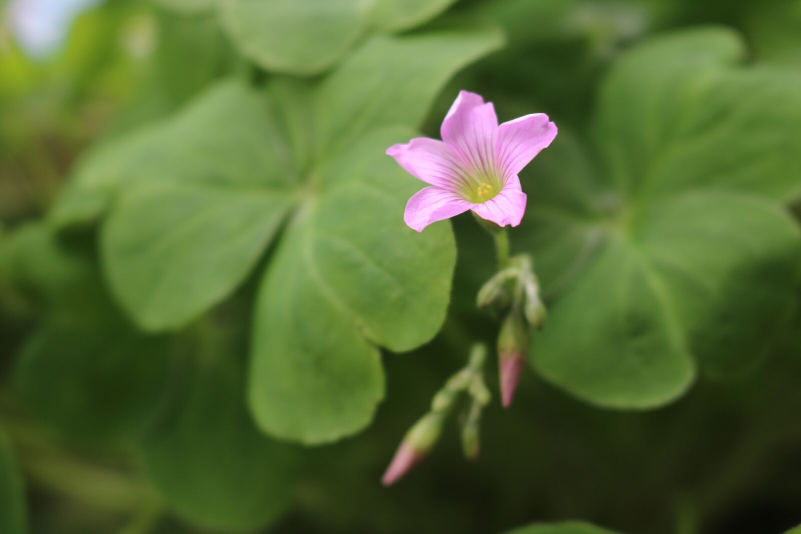 Canon EOS 750D (EOS Rebel T6i / EOS Kiss X8i) sample photo. Small flowers, spring, purple photography
