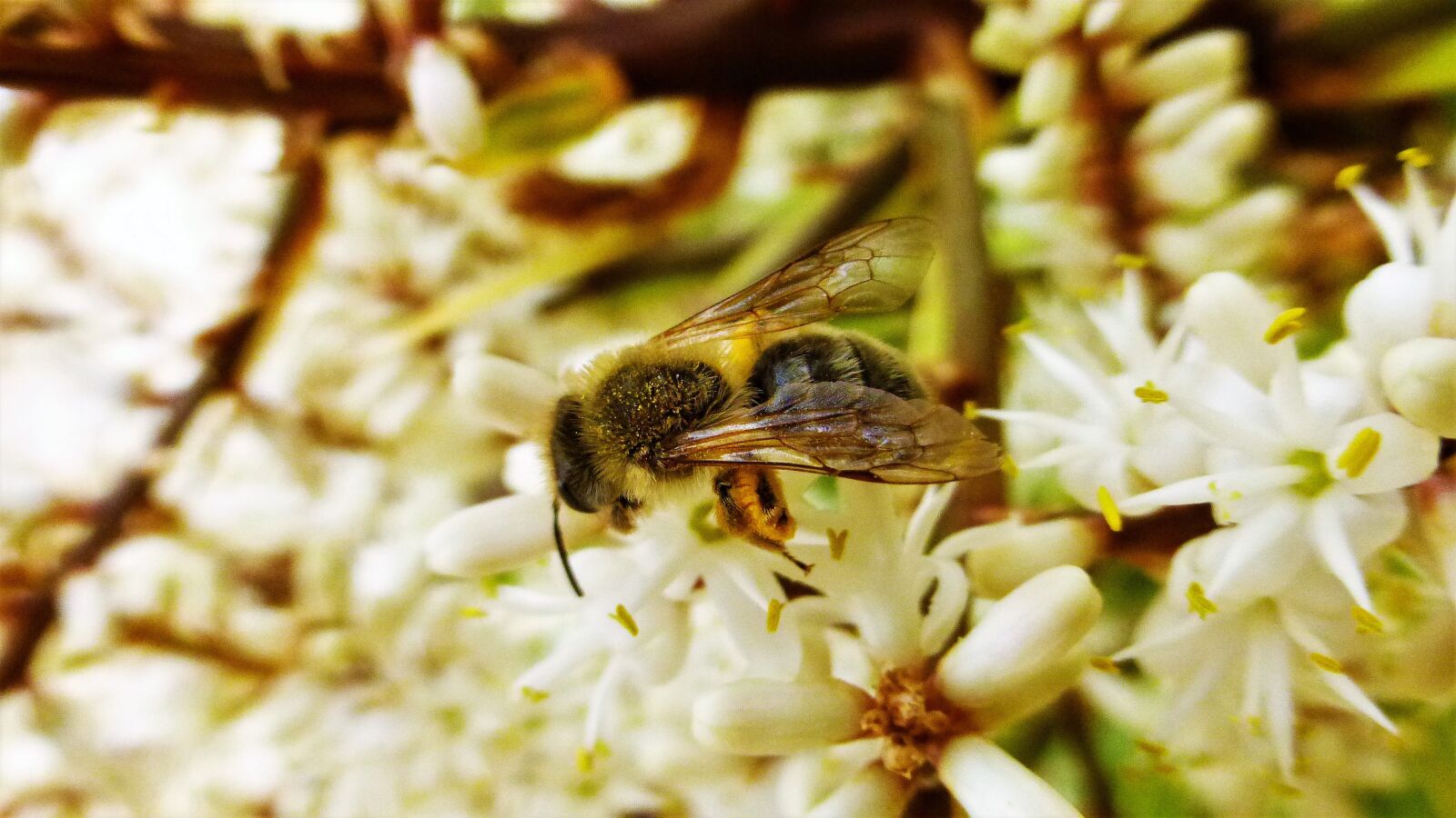 Panasonic Lumix DMC-ZS25 (Lumix DMC-TZ35) sample photo. Nature, bee, flower photography