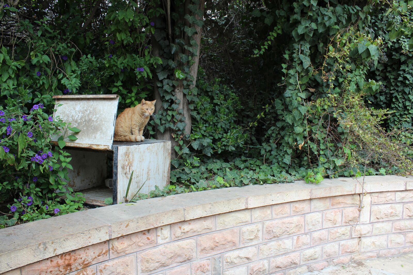 Canon EOS 1200D (EOS Rebel T5 / EOS Kiss X70 / EOS Hi) sample photo. Cat, alley cat, feline photography