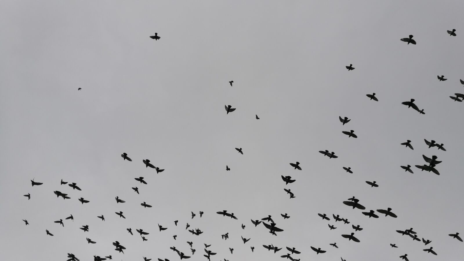 HUAWEI P9 sample photo. Birds, dove, pigeon photography