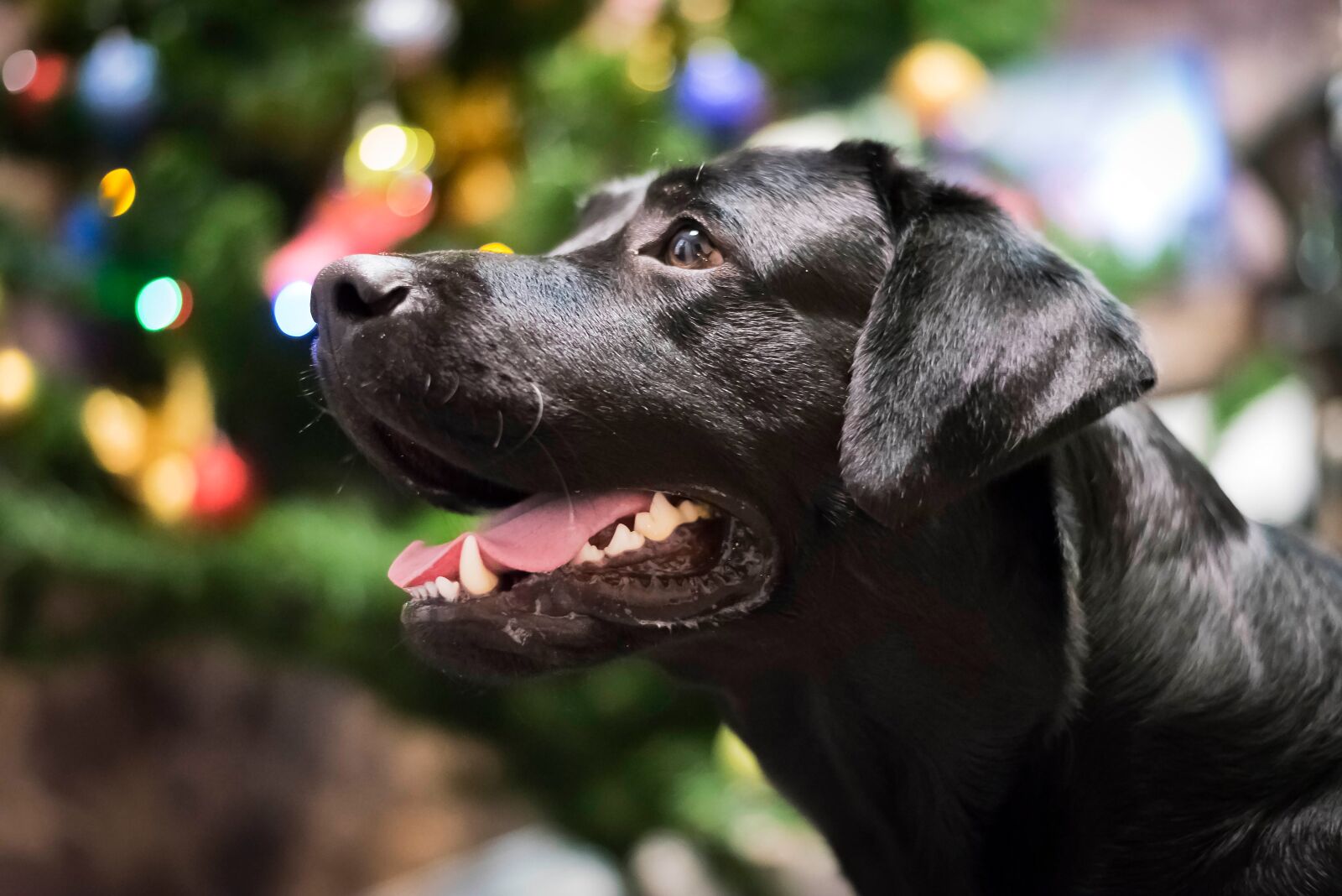 Nikon D750 sample photo. Animals, cute, dog photography