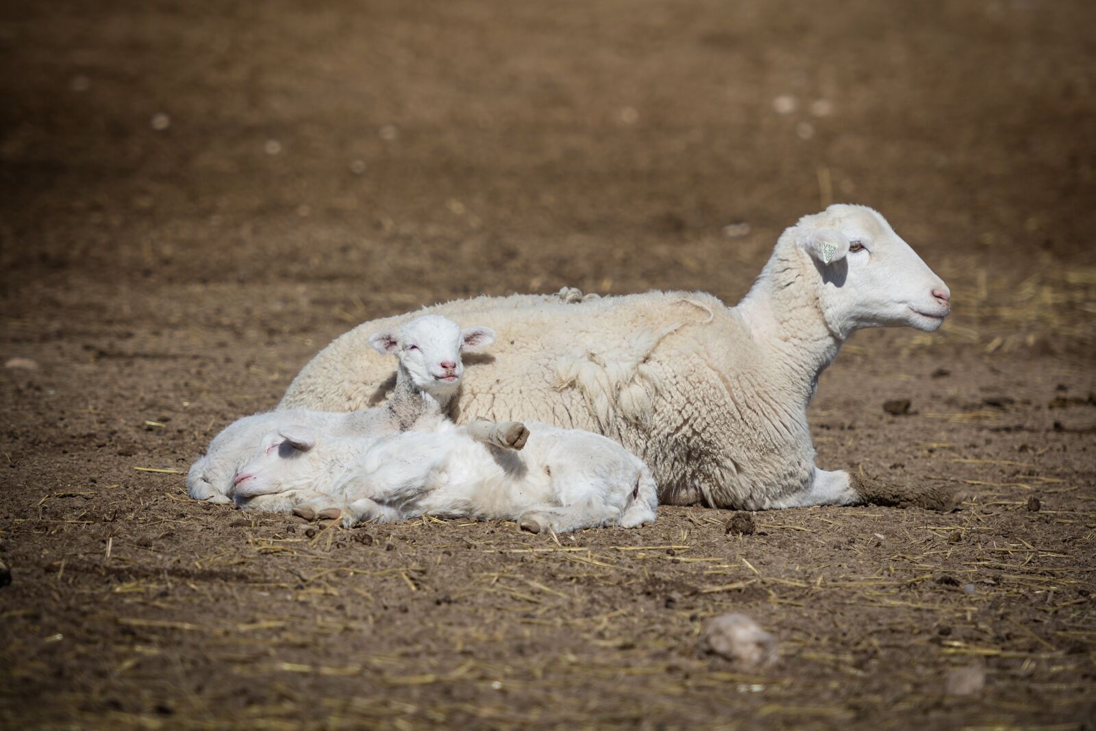 Nikon D7200 sample photo. Sheep, lamb, baby photography