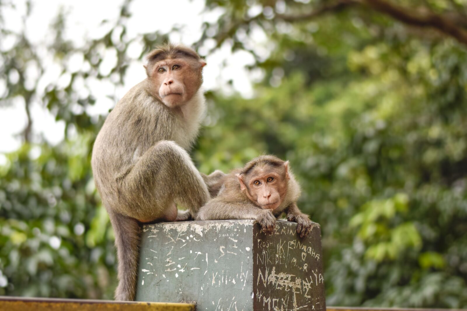 Nikon D3300 sample photo. Monkey, mom, care photography