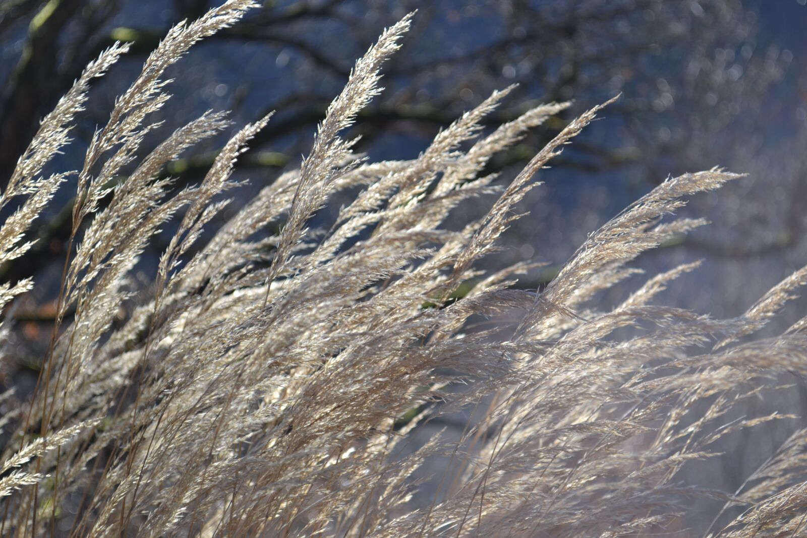 Nikon D3100 sample photo. Nature, vegetables, environment photography