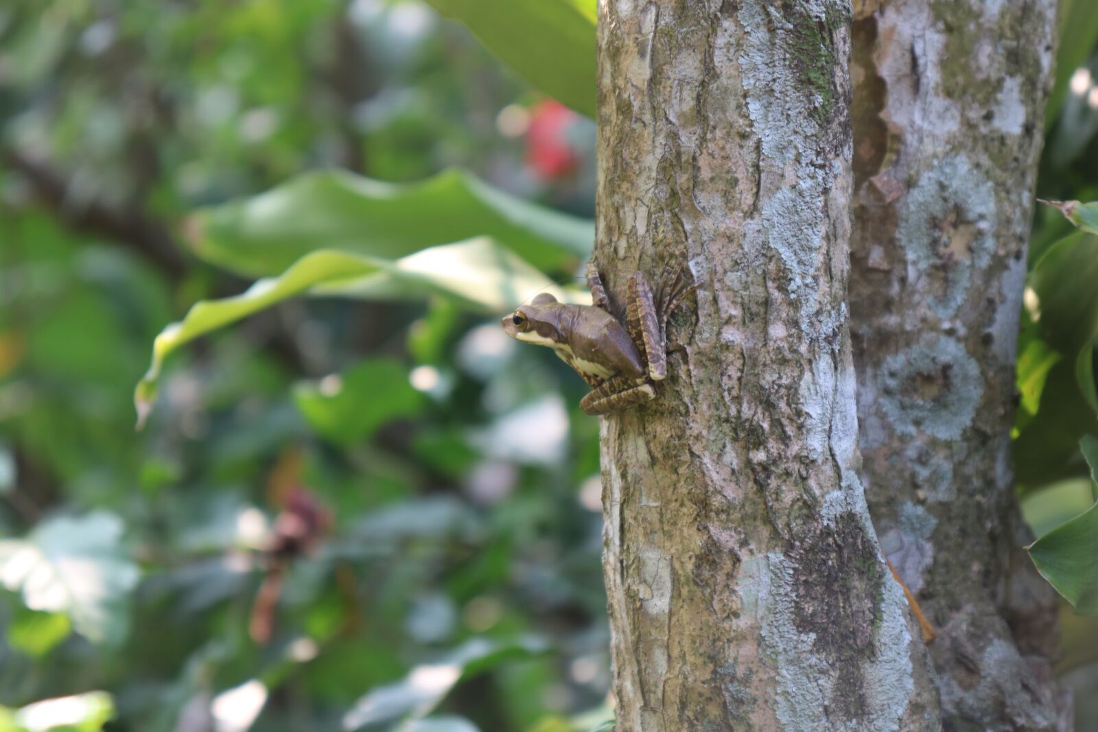Canon EOS 750D (EOS Rebel T6i / EOS Kiss X8i) sample photo. Frog, tree, green photography