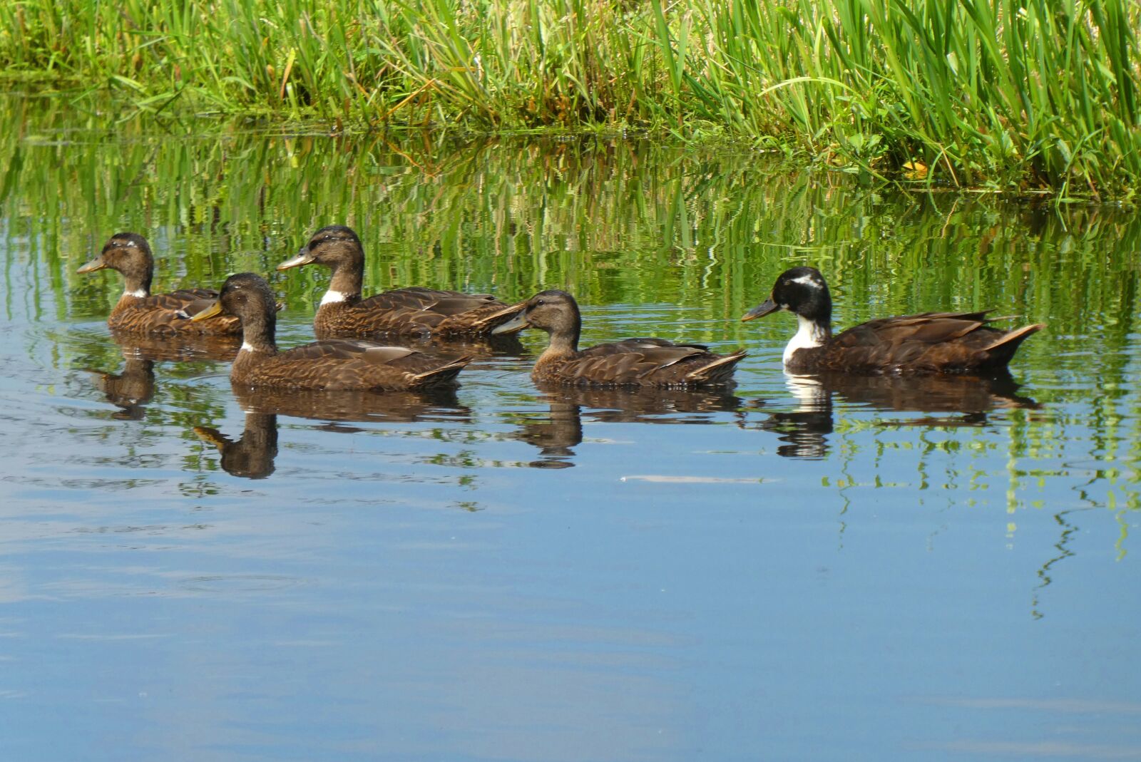 Panasonic Lumix DC-ZS70 (Lumix DC-TZ90) sample photo. Ducks, ditch, birds photography