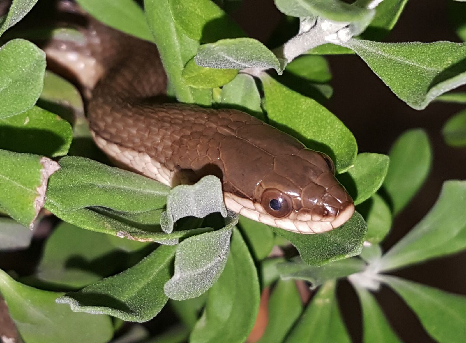 Samsung Galaxy Note5 sample photo. Snake, graham's crayfish snake photography