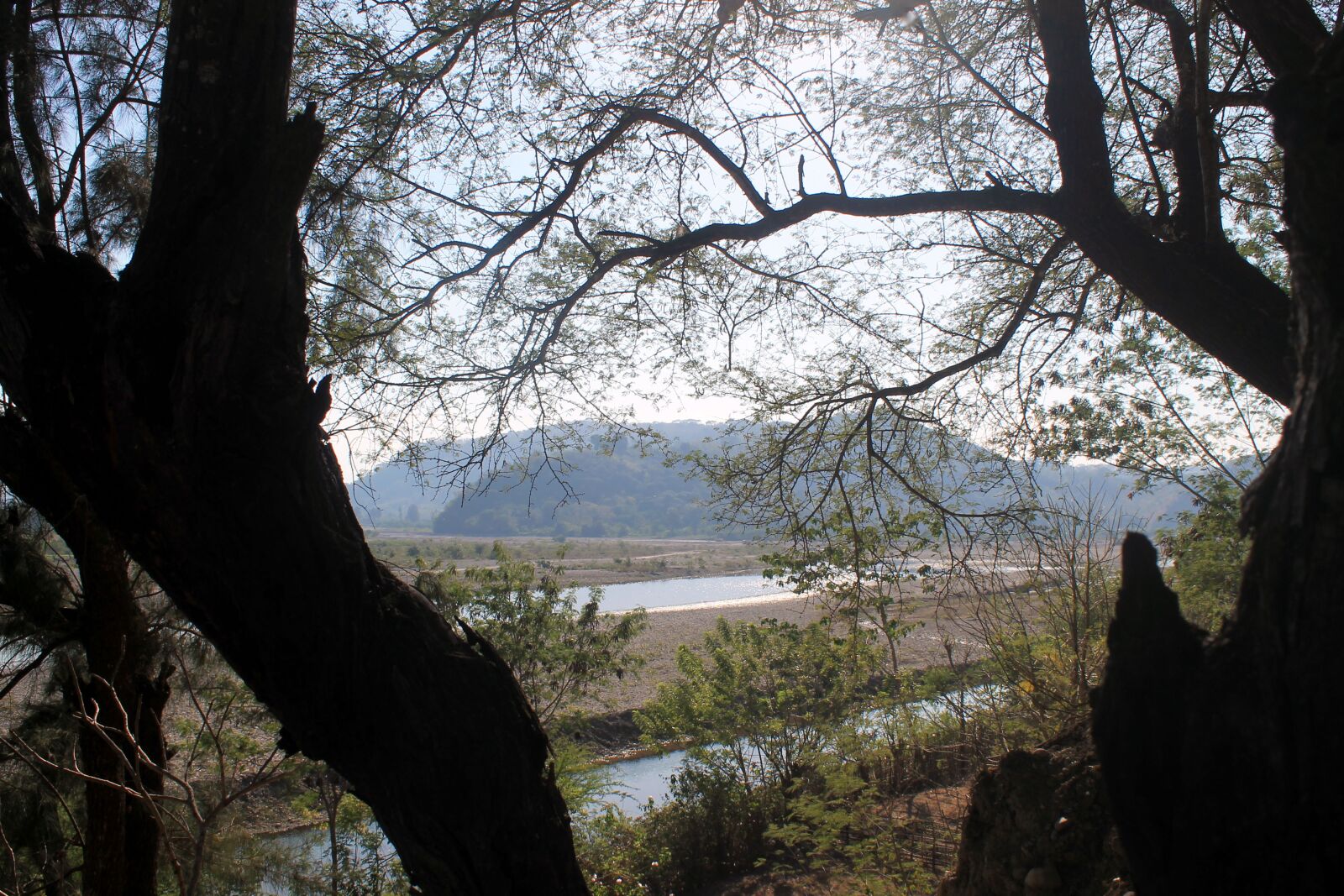 Canon EOS 1100D (EOS Rebel T3 / EOS Kiss X50) sample photo. The tree, wood, nature photography