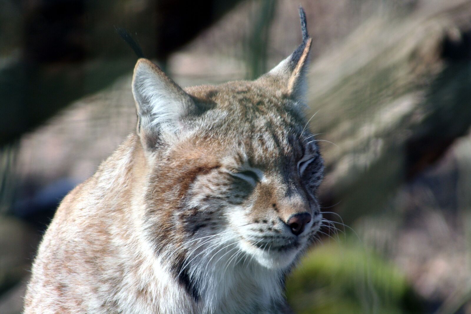 Canon EOS 350D (EOS Digital Rebel XT / EOS Kiss Digital N) sample photo. Lynx, feline, nature photography