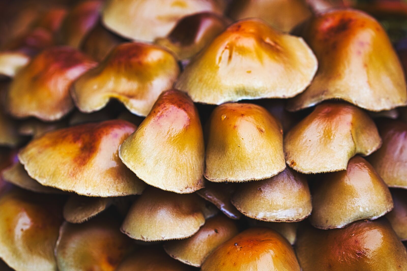 Canon EOS 6D sample photo. Mushrooms, trees, sponges photography