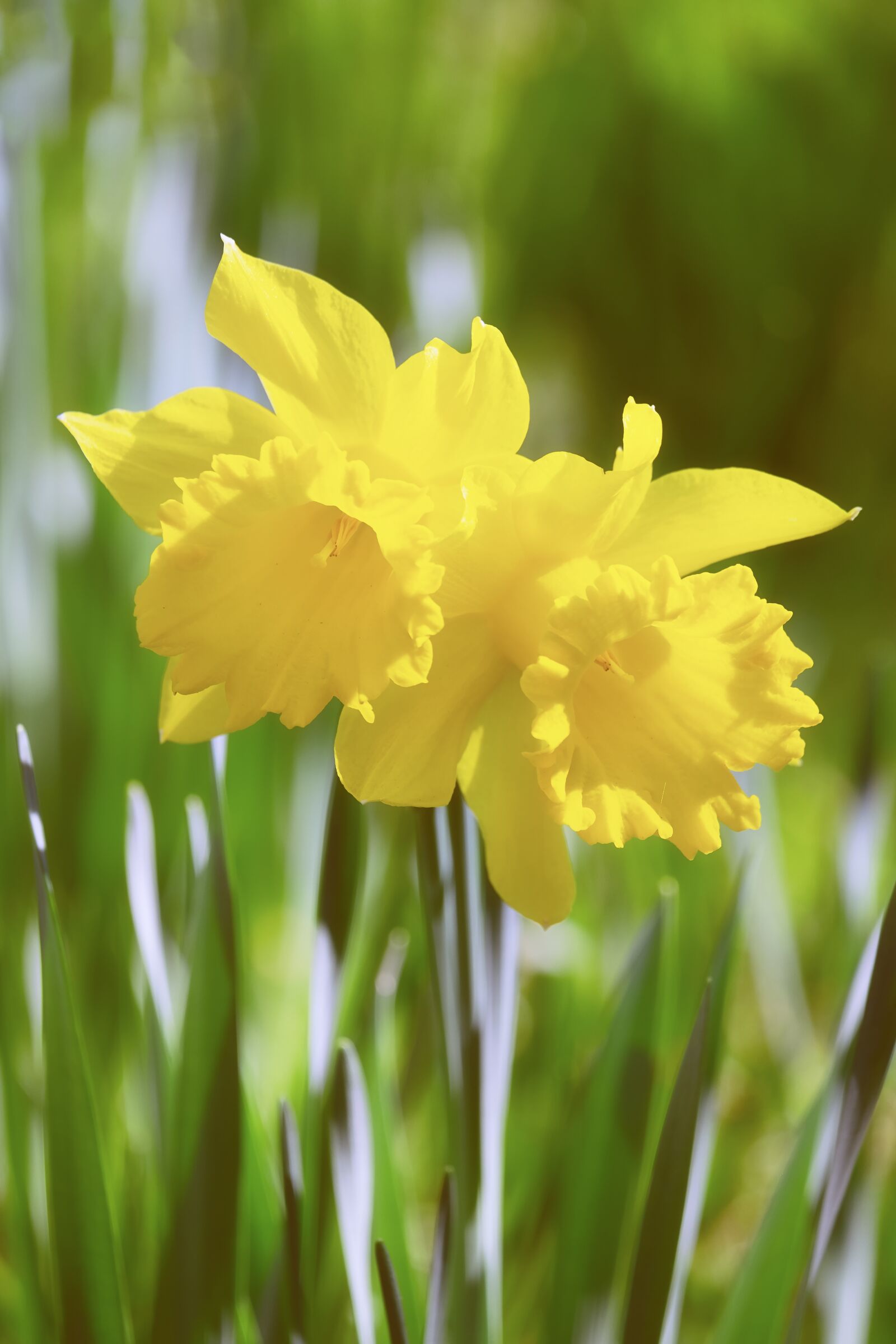 Fujifilm X-T10 sample photo. Daffodils, flowers, spring photography