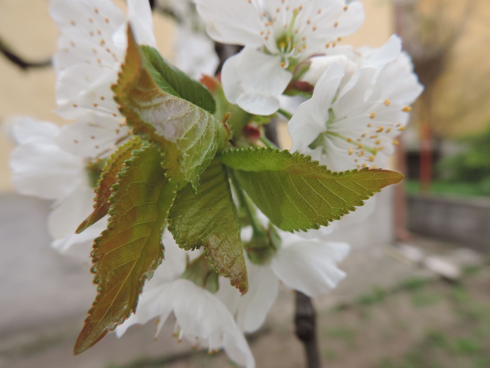 Nikon Coolpix P520 sample photo. Nature, flower, leaf photography