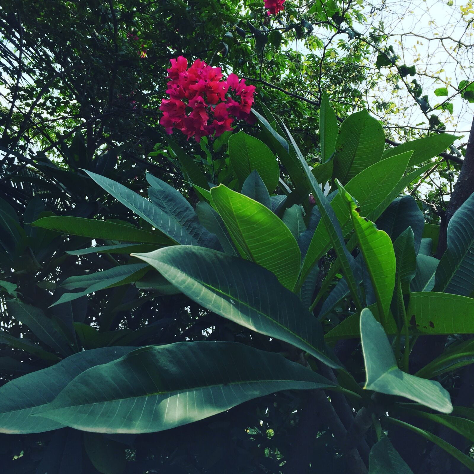 Apple iPhone 6 sample photo. Flowers, green, pink photography