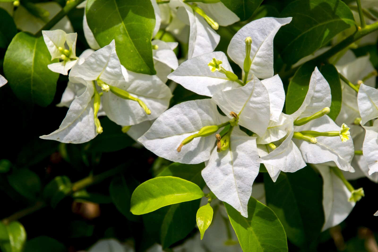 Canon EOS 700D (EOS Rebel T5i / EOS Kiss X7i) sample photo. Spring white, flower, nature photography
