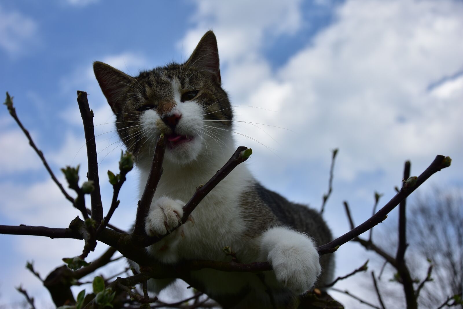 Nikon D3400 sample photo. Tomcat, cat, tree photography