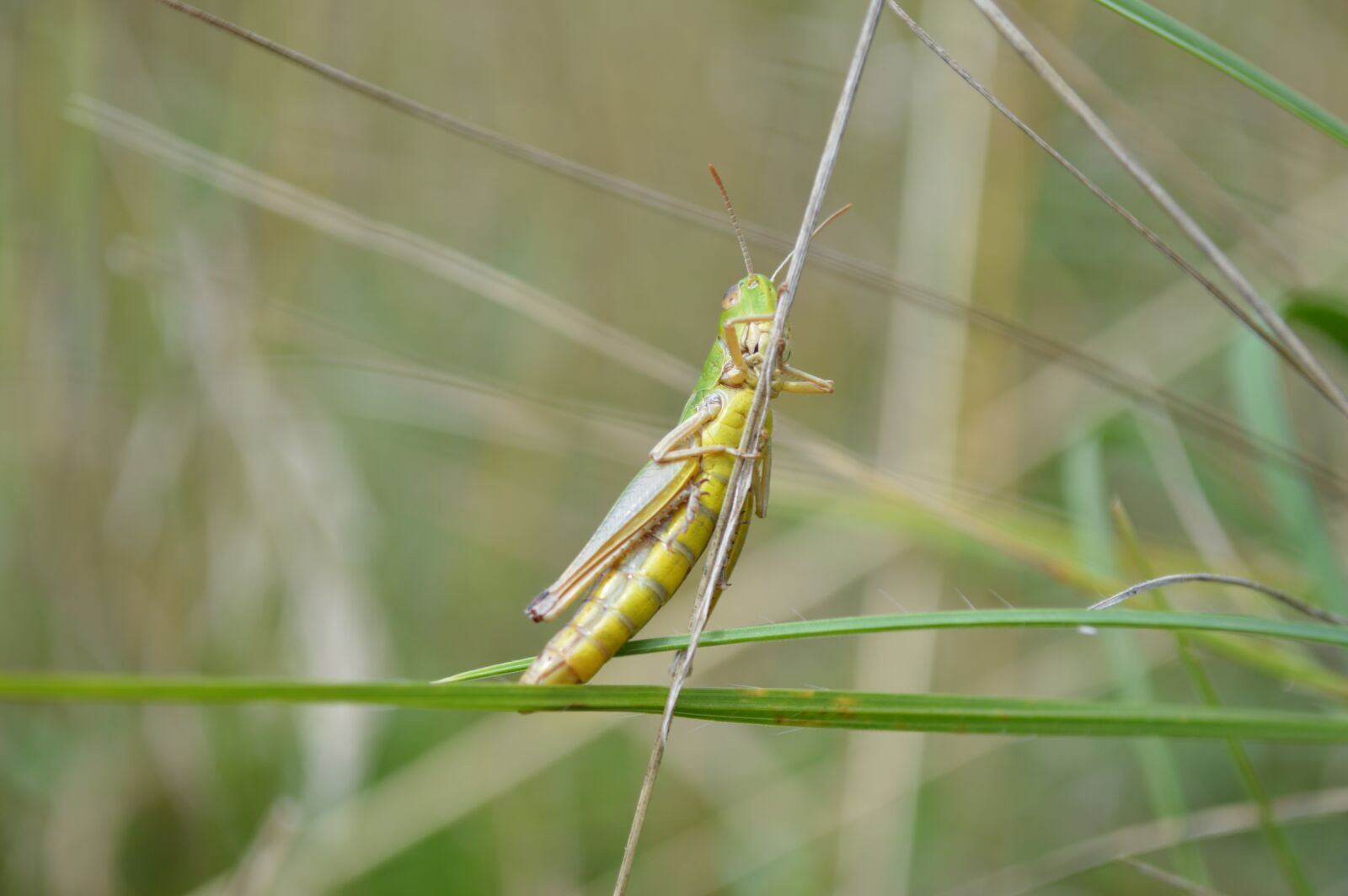 Nikon D3200 sample photo. Grasshopper, cricket, insect photography