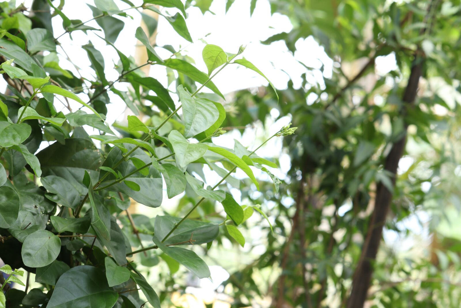Canon EOS 250D (EOS Rebel SL3 / EOS Kiss X10 / EOS 200D II) sample photo. Leaf, nature, green photography