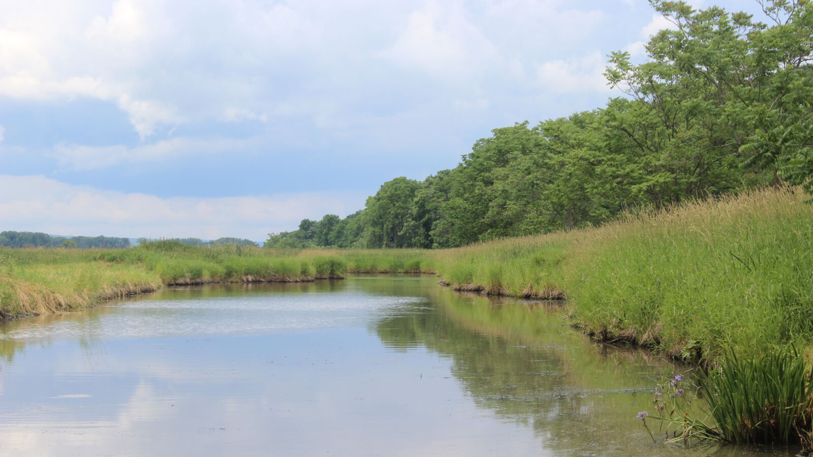 Canon EOS 600D (Rebel EOS T3i / EOS Kiss X5) sample photo. Clouds, fish, grass, hill photography