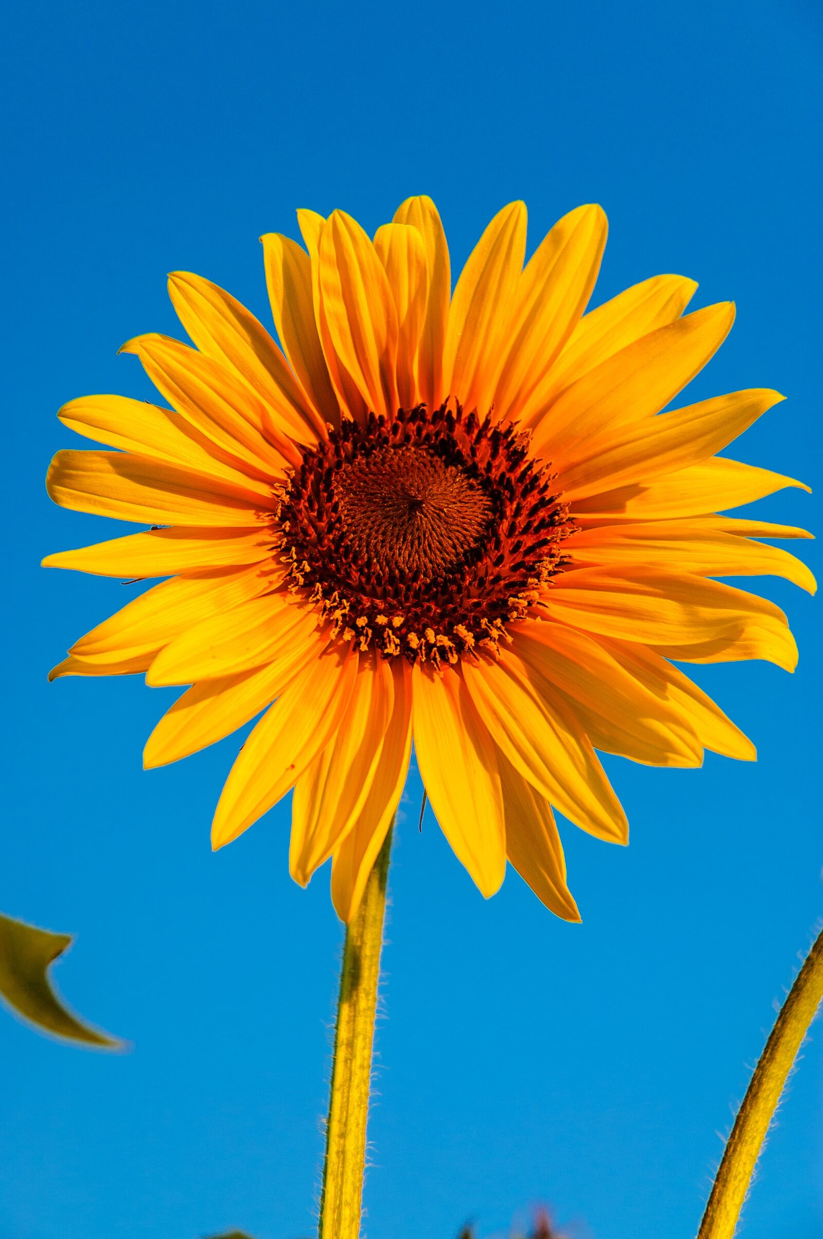 Nikon D70s sample photo. Spring, outdoor, closeup photography