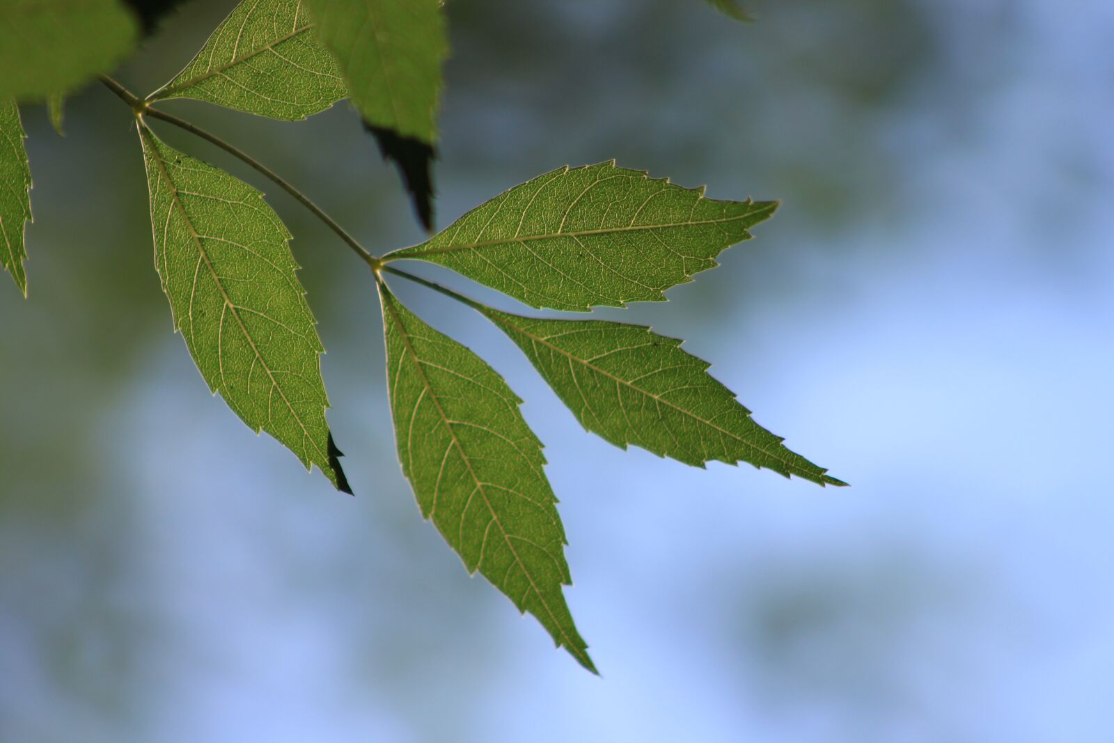Canon EOS 500D (EOS Rebel T1i / EOS Kiss X3) sample photo. Leaves, branch, green photography