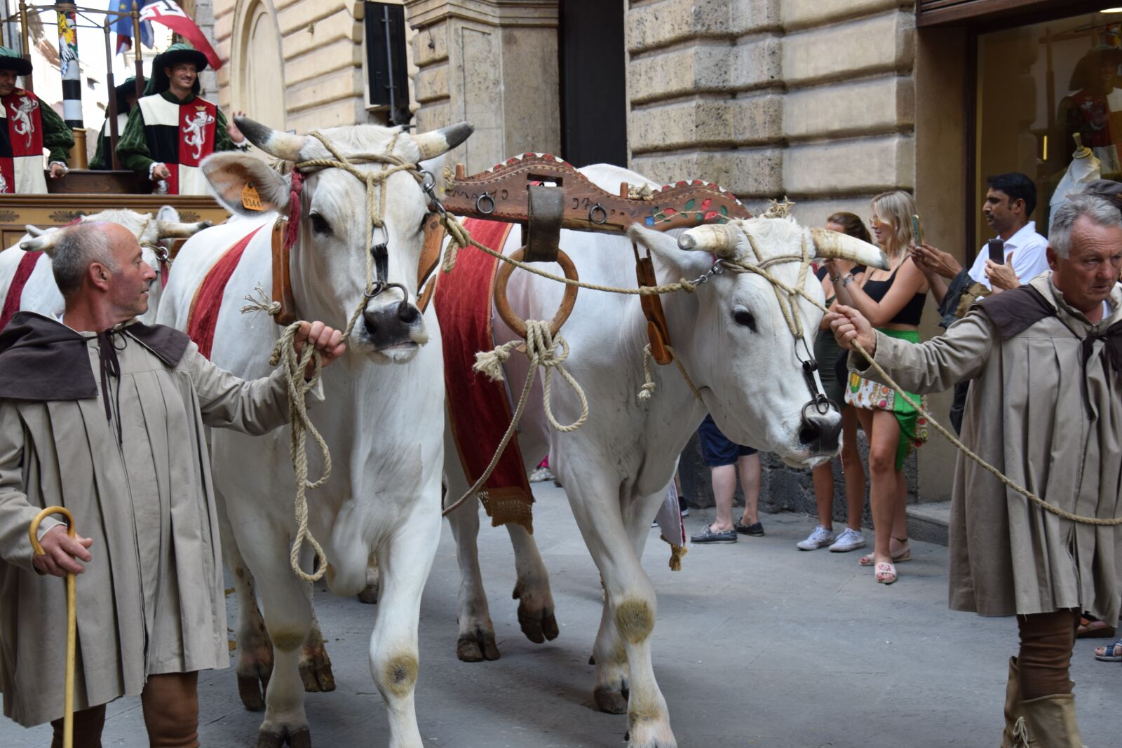 Nikon D5300 sample photo. Siena, ox, chianina photography