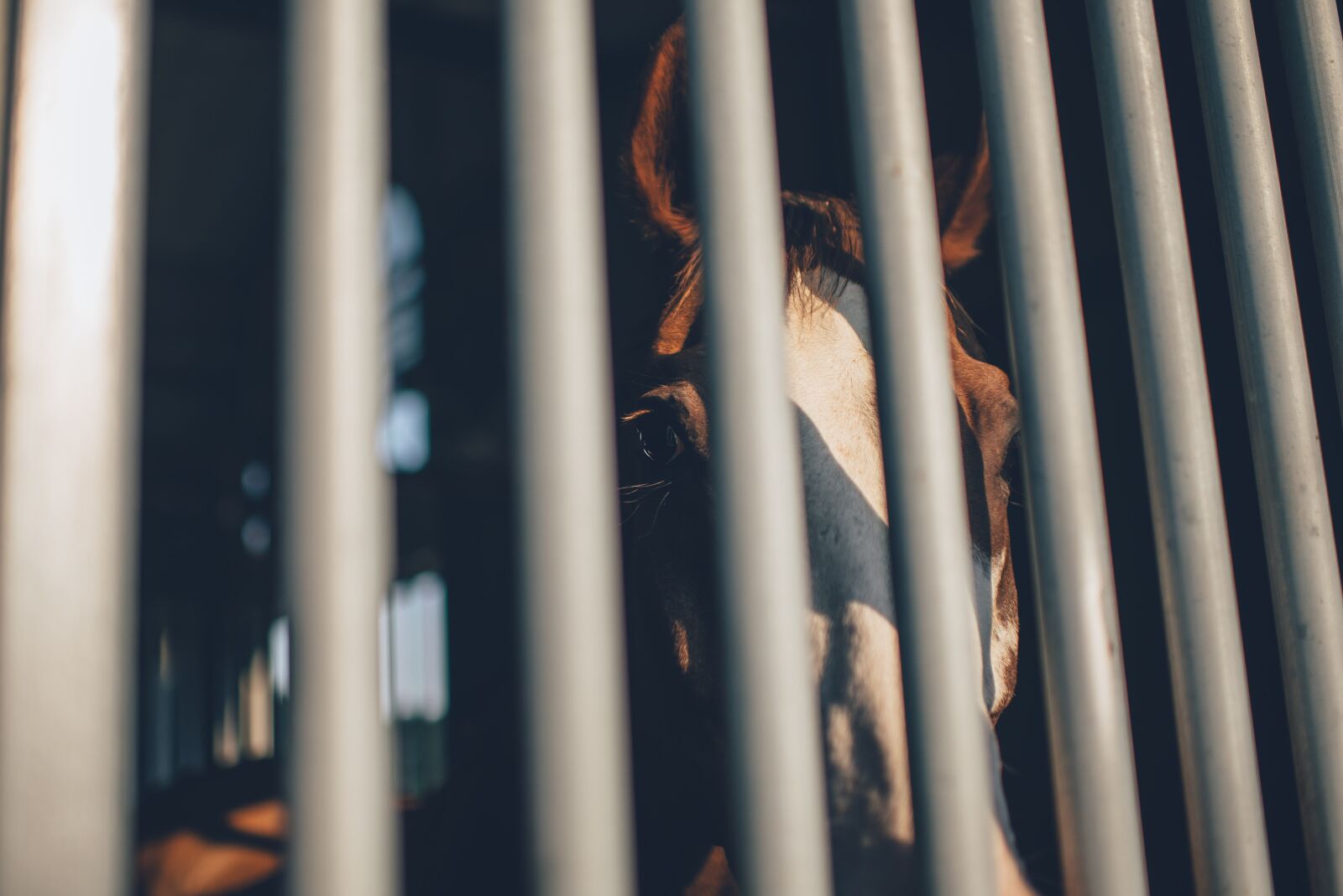 Nikon D610 sample photo. Cage, cage bars, horse photography