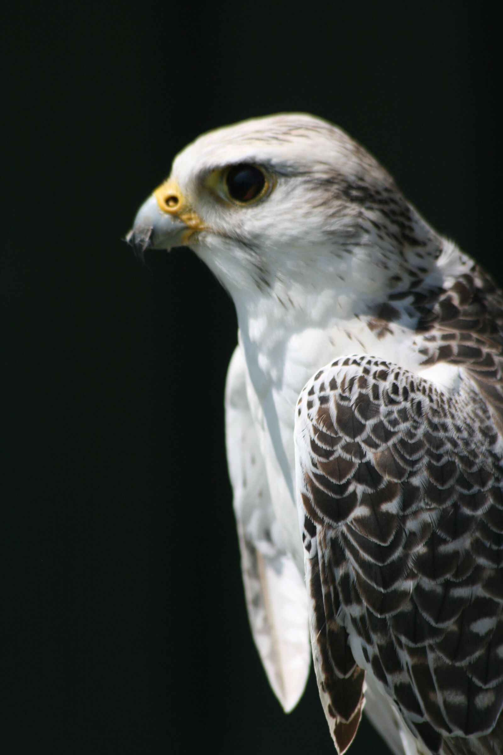 Canon EOS 400D (EOS Digital Rebel XTi / EOS Kiss Digital X) sample photo. Bird, prey, beak photography