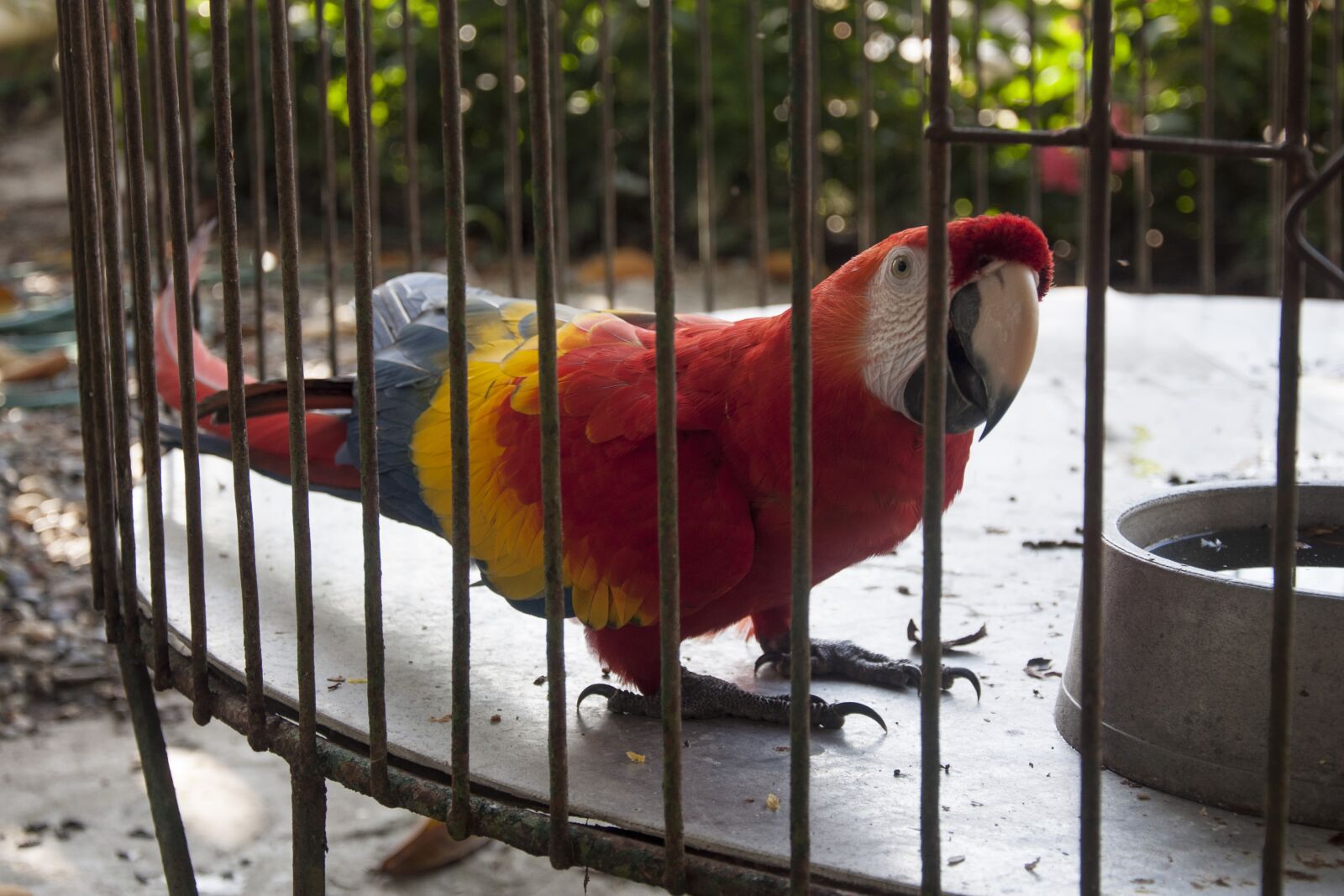 Nikon D90 sample photo. Caged, animal, parrot photography