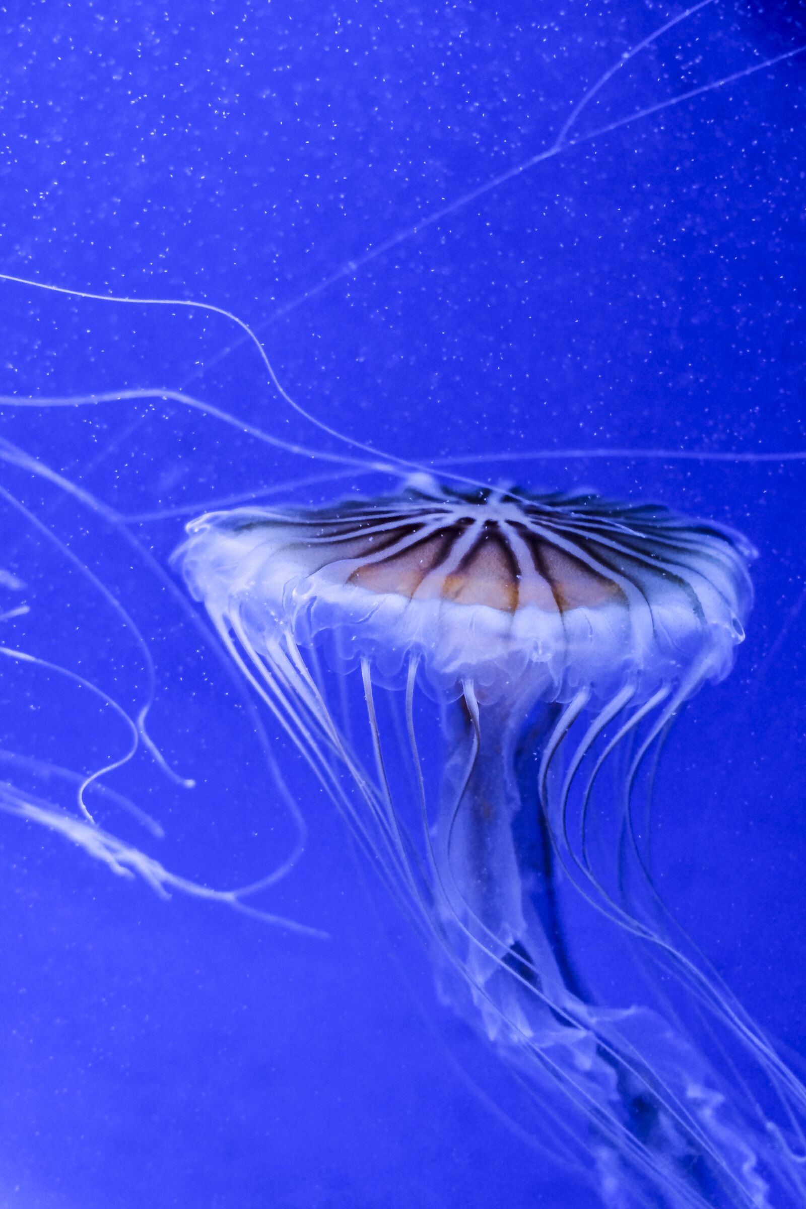 Fujifilm X-E2 sample photo. Jellyfish, aquarium, blue photography