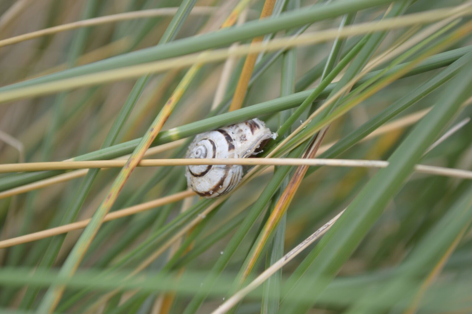 Nikon D3200 sample photo. Snail, grass, nature photography