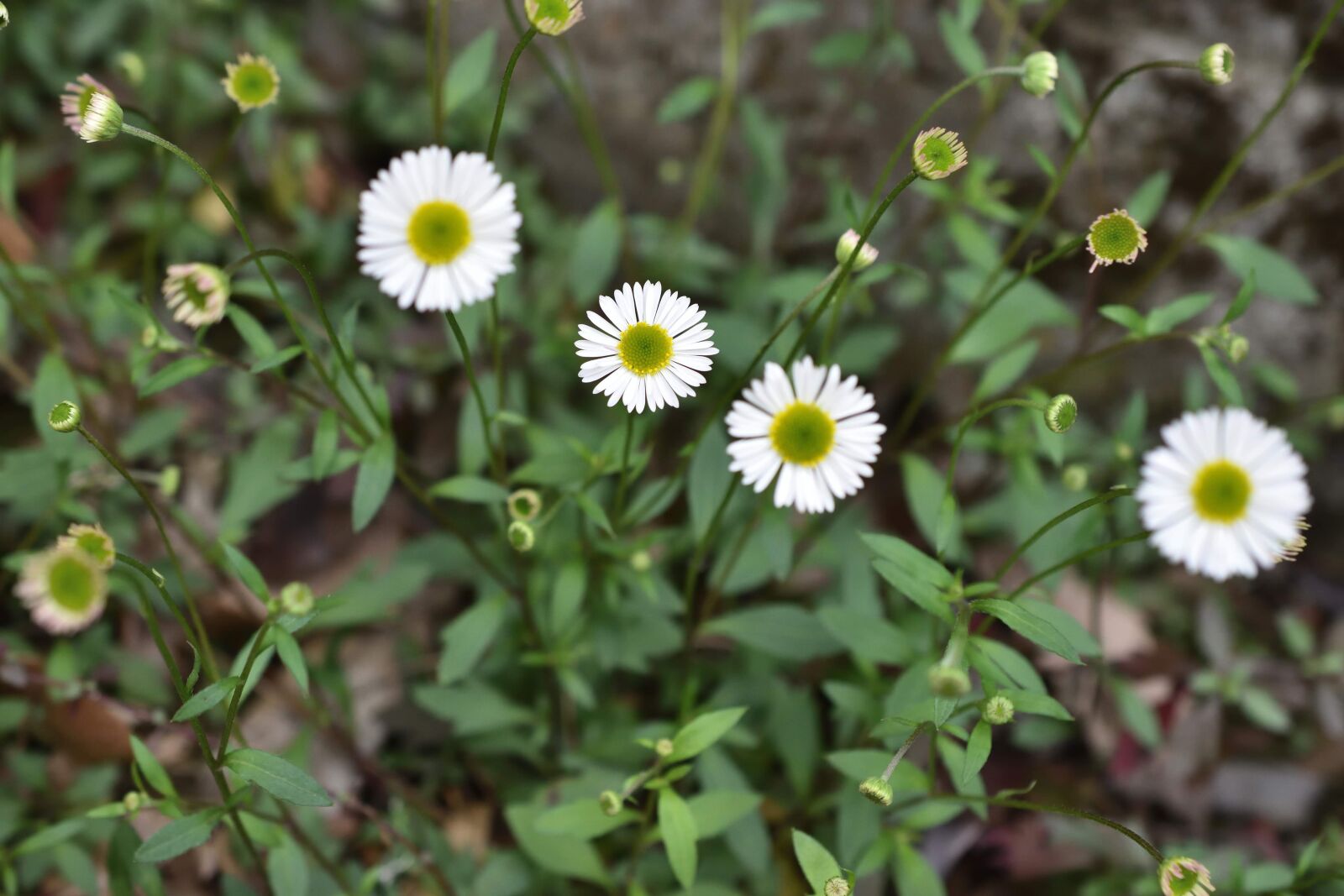 Nikon D3500 sample photo. Daisy, flower, nature photography