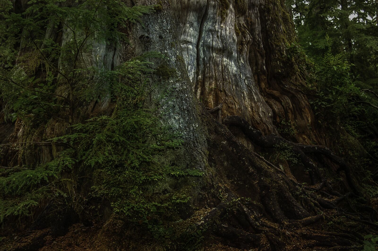 Nikon D3200 sample photo. Forest, tree, nature photography