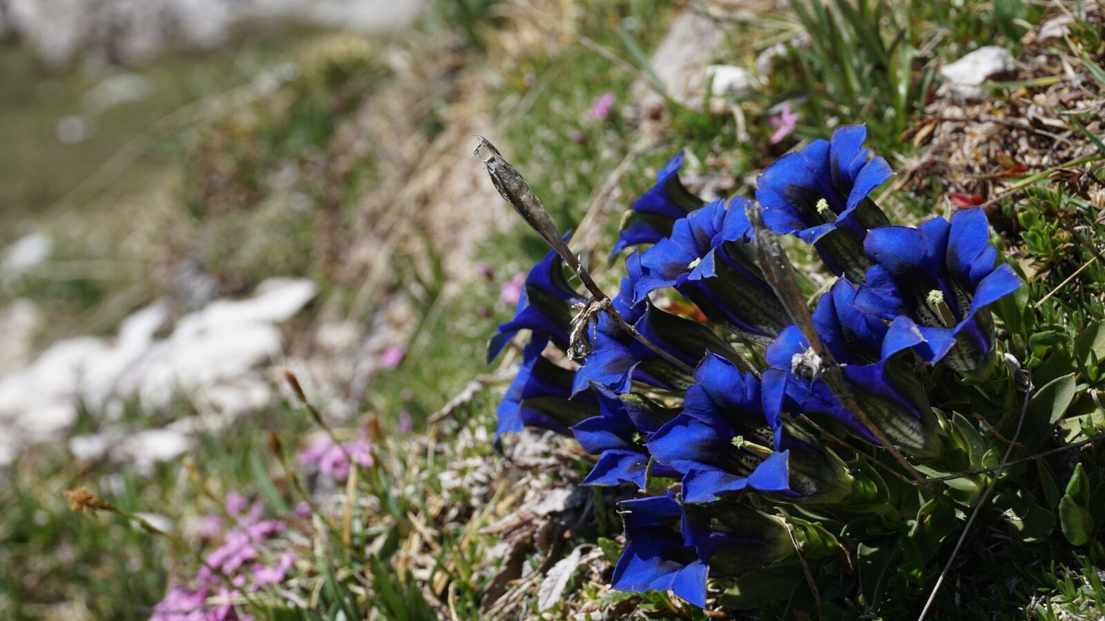 Sony a6000 sample photo. Blue, alpine, alpine flower photography