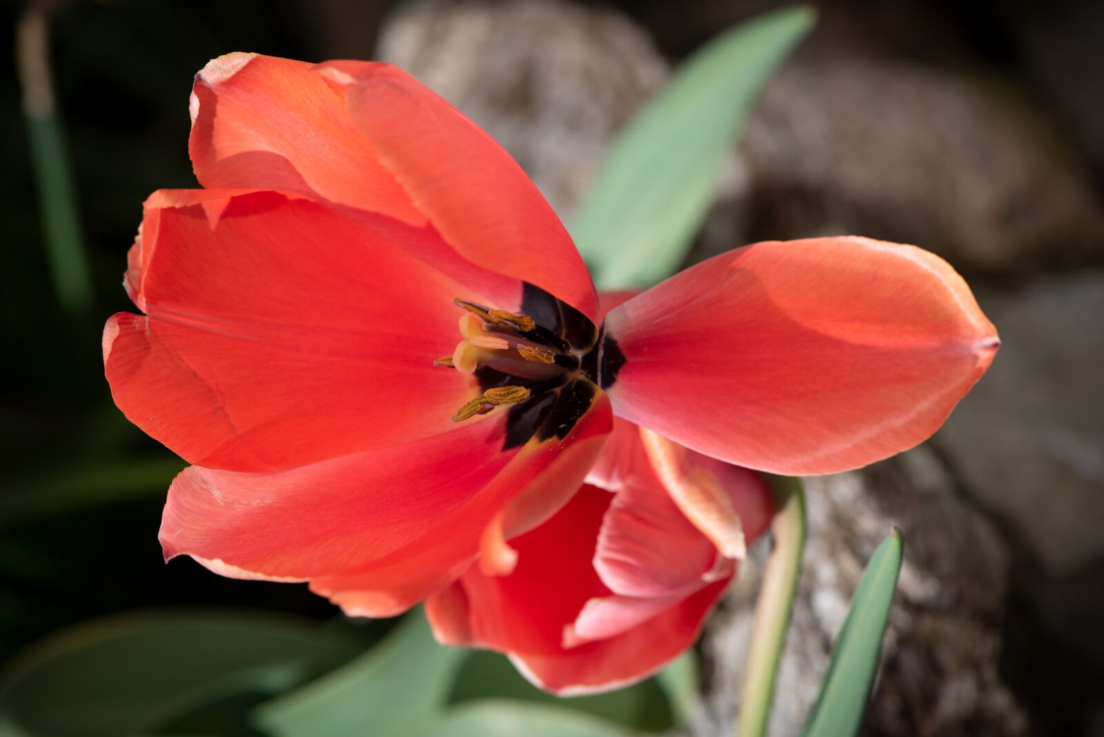 Nikon D750 sample photo. Tulip, red, flower photography