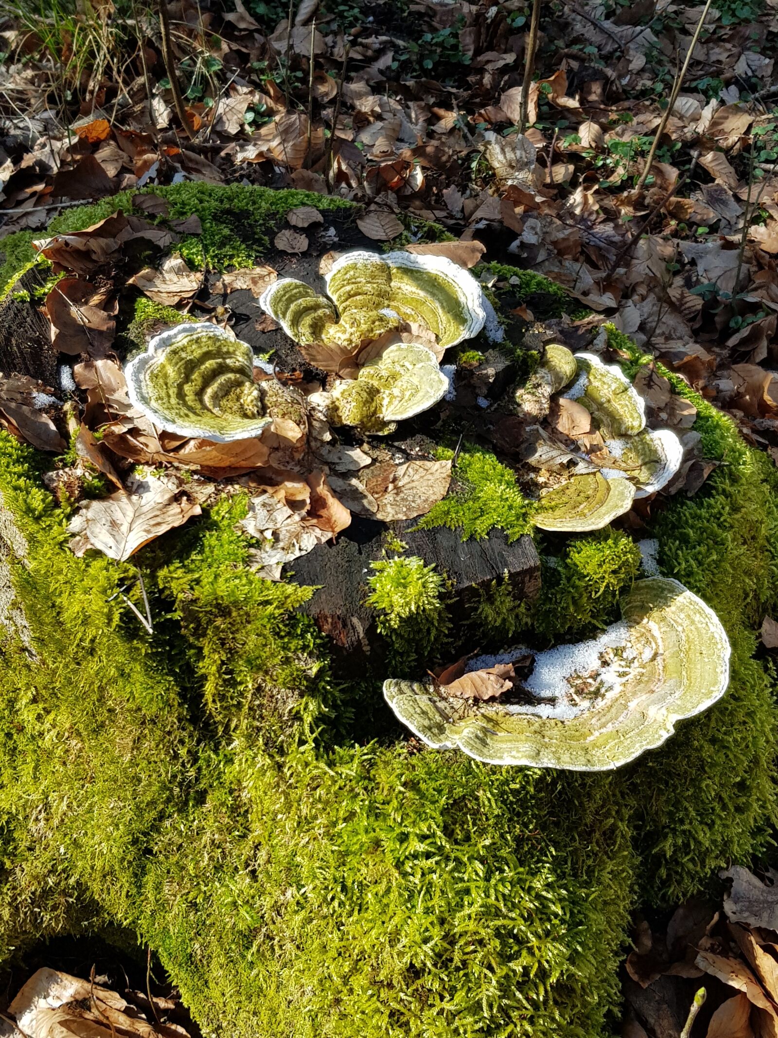 Samsung Galaxy S8 sample photo. Mushroom, nature, moss photography