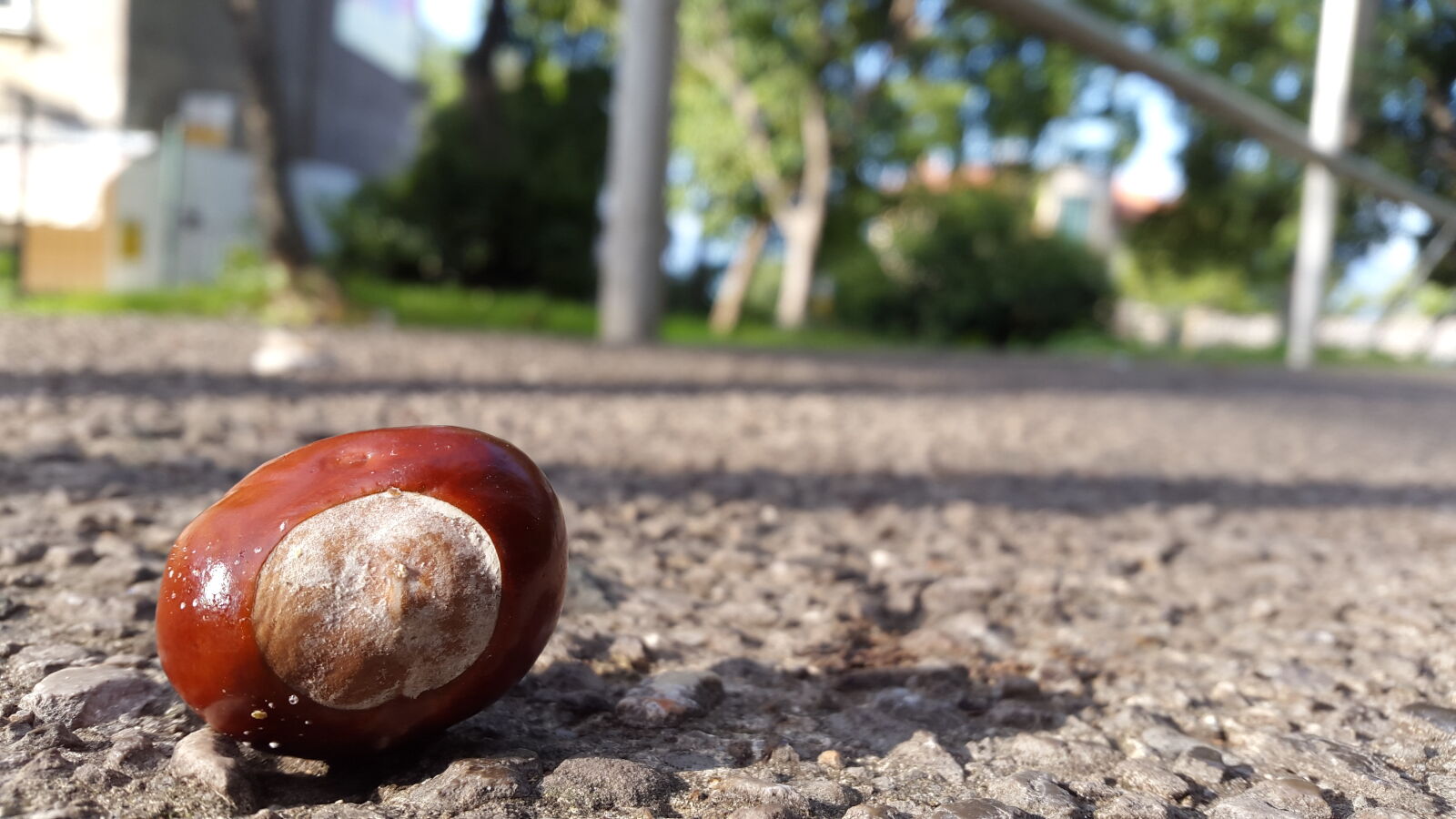 Samsung Galaxy Alpha sample photo. Chestnut photography
