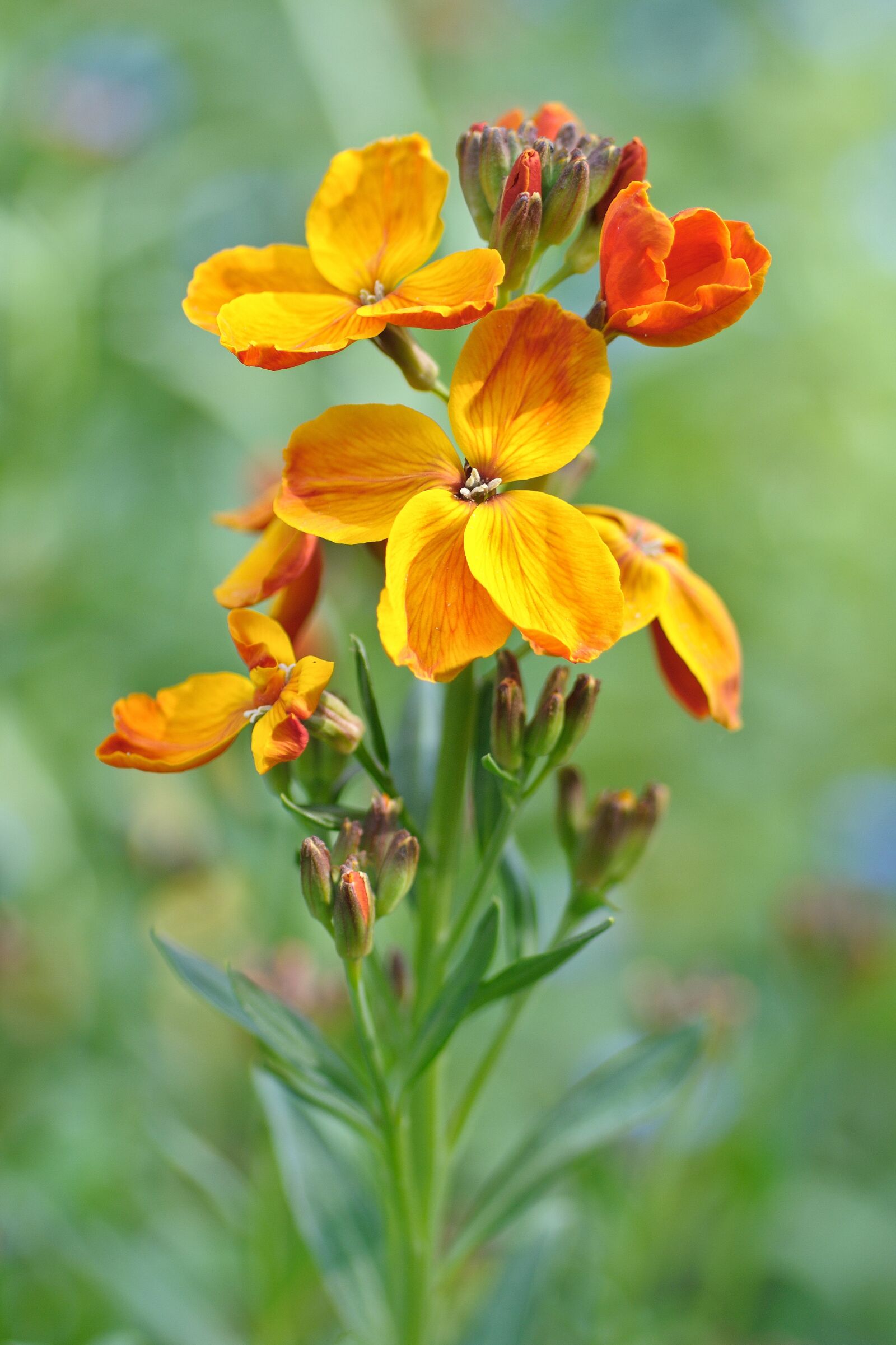 Nikon D300 sample photo. Wallflower, flower, yellow photography