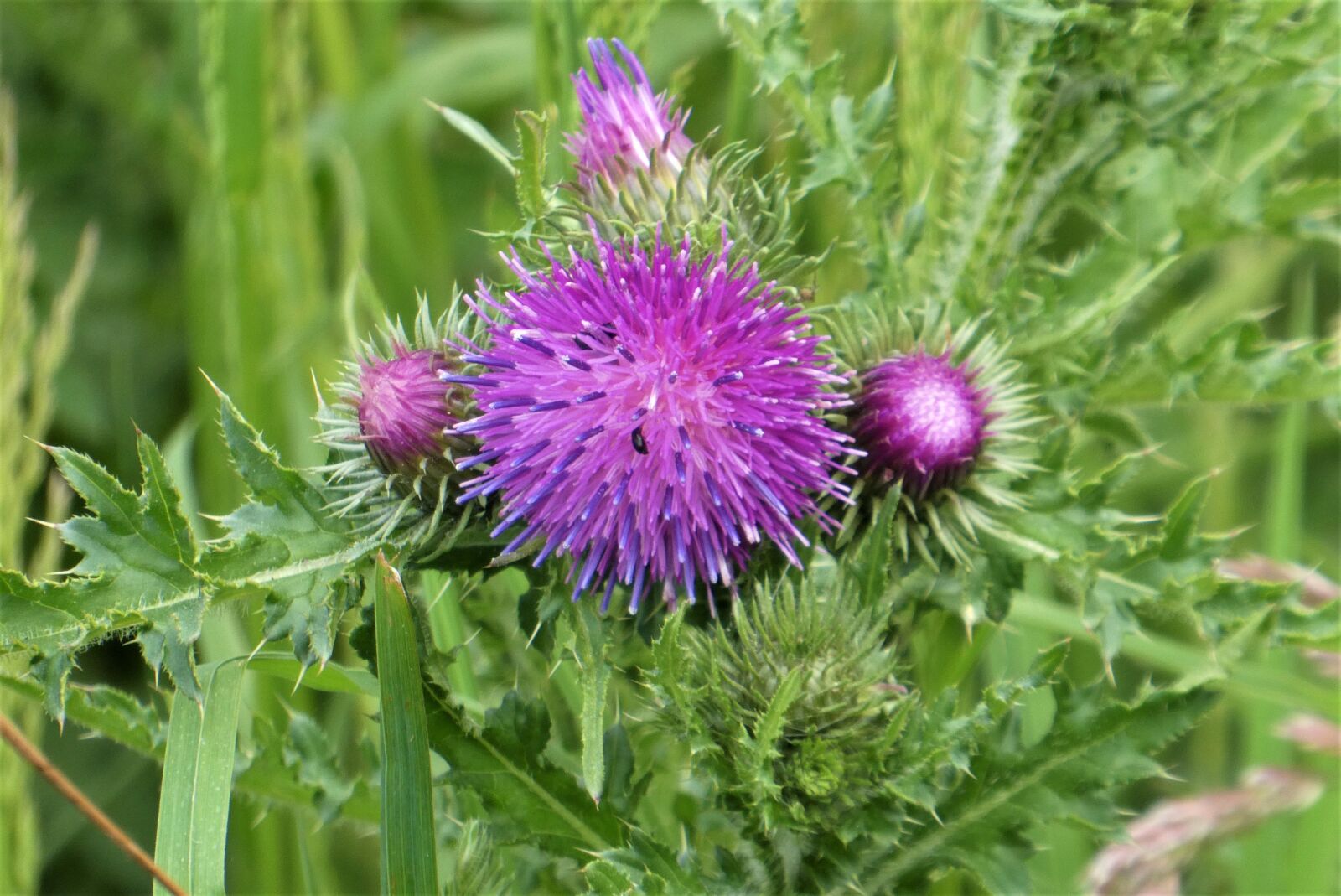 Panasonic Lumix DC-ZS70 (Lumix DC-TZ90) sample photo. Thistle, flower, spring photography