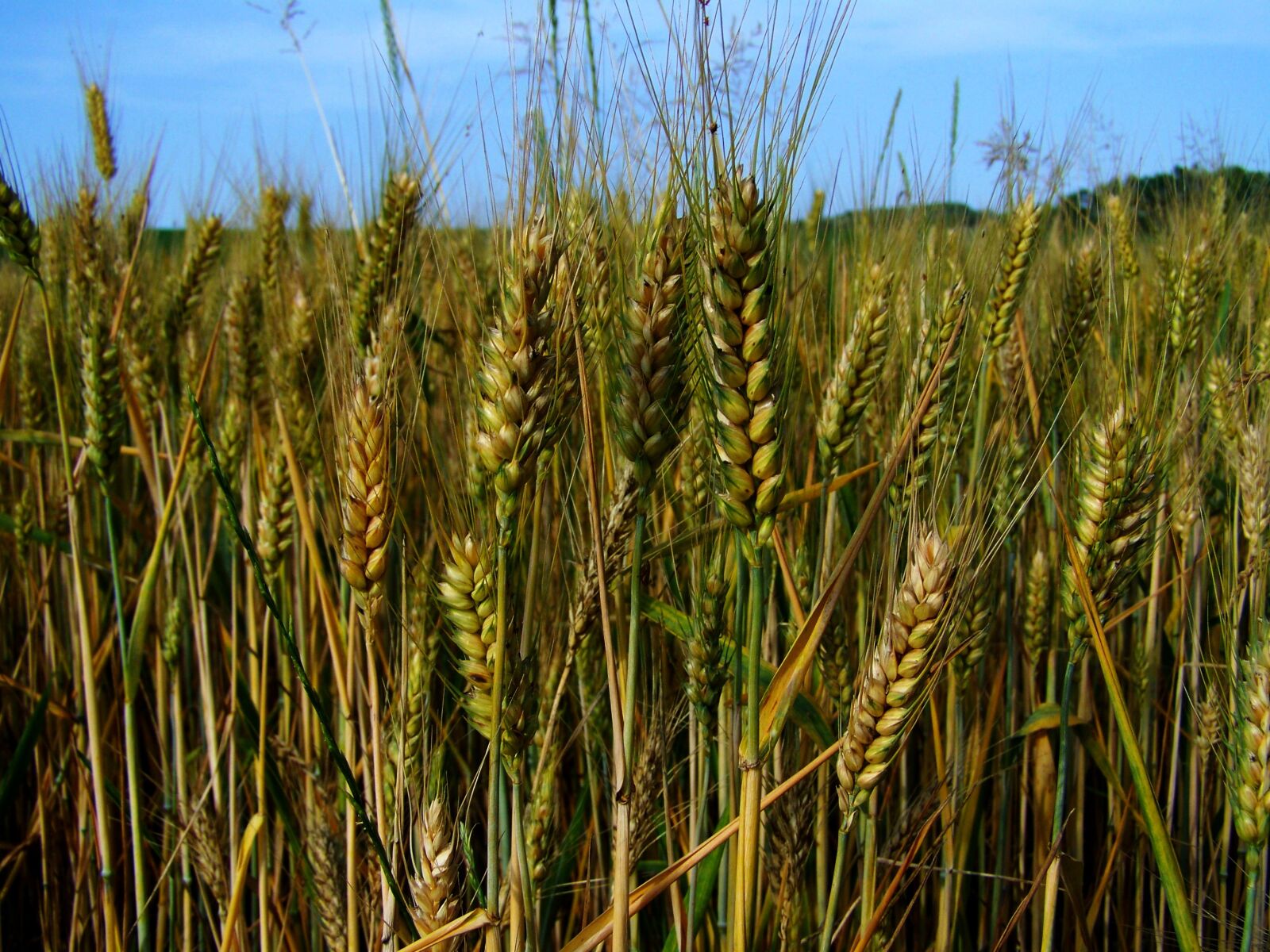 Kodak EASYSHARE ZD710 ZOOM DIGITAL CAMERA sample photo. Wheat ear, greenish-yellow, cereal photography