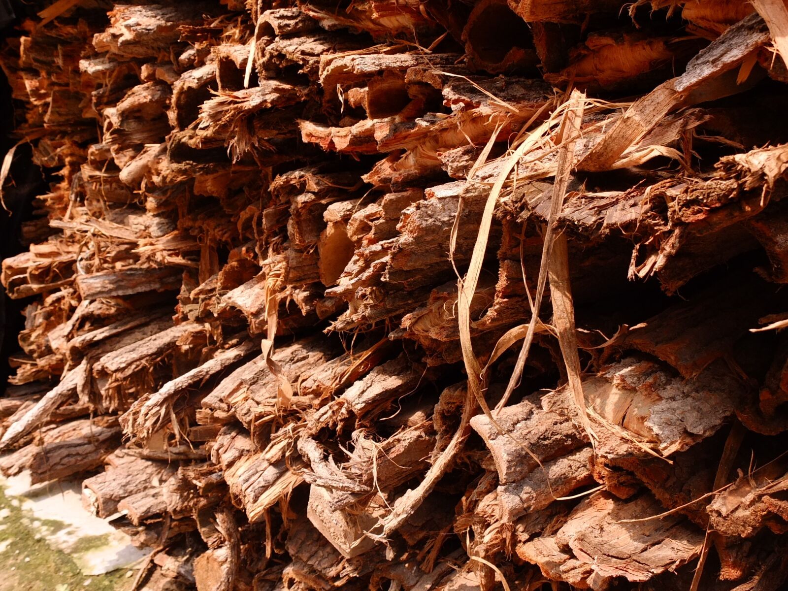 Fujifilm X10 sample photo. Bark, sunshine, arrange photography
